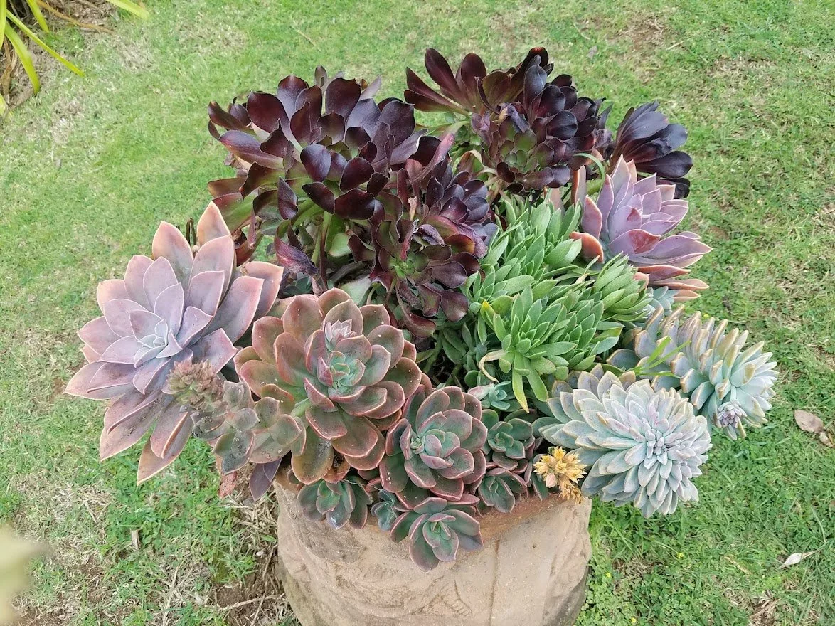 Flowers 48 - 20180122_151457.jpg