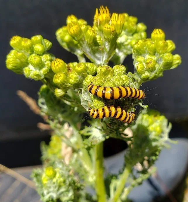 Flowers 14a - 20210624_112656.jpg