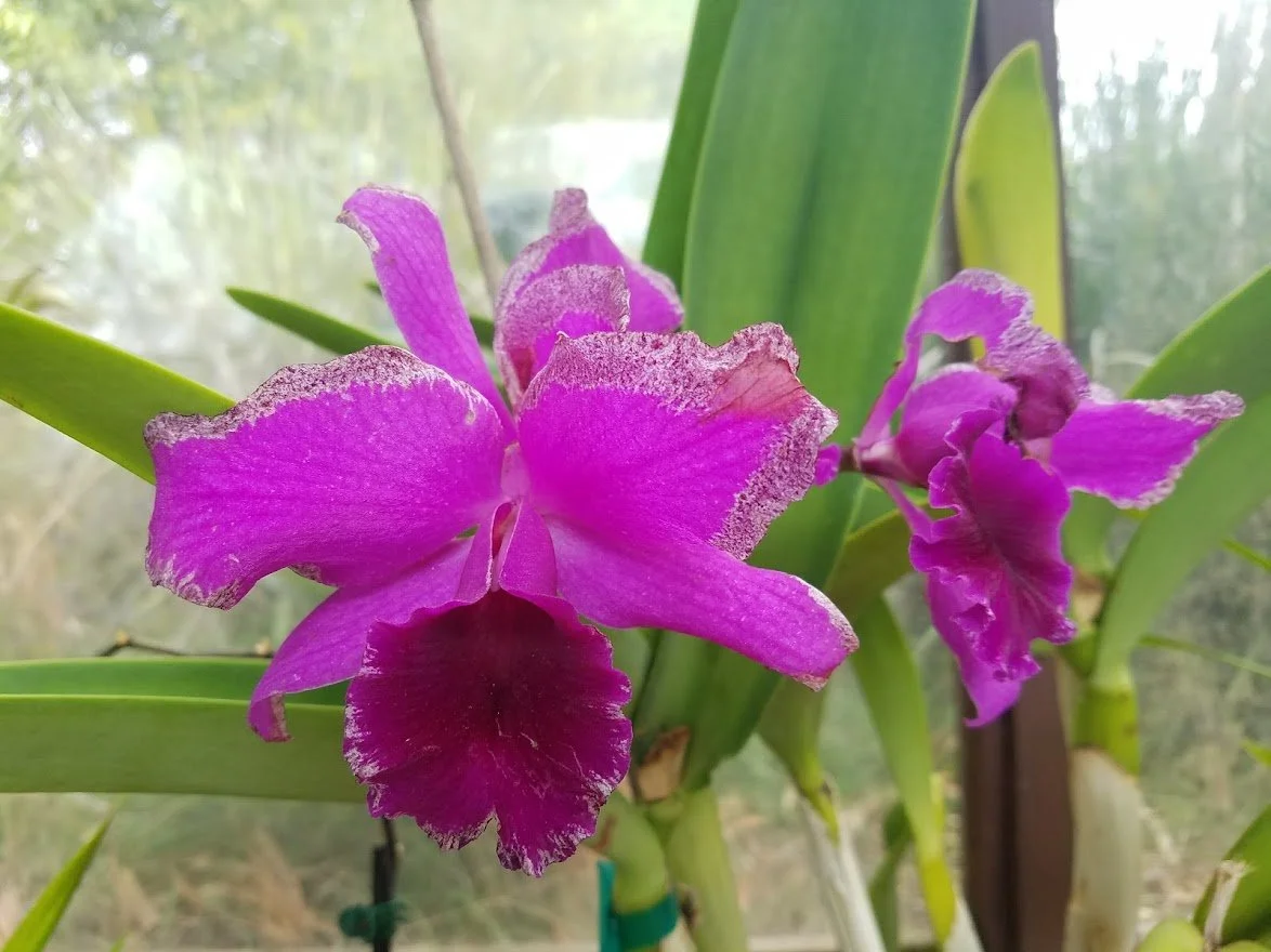 Flowers 39 - 20180202_143846.jpg