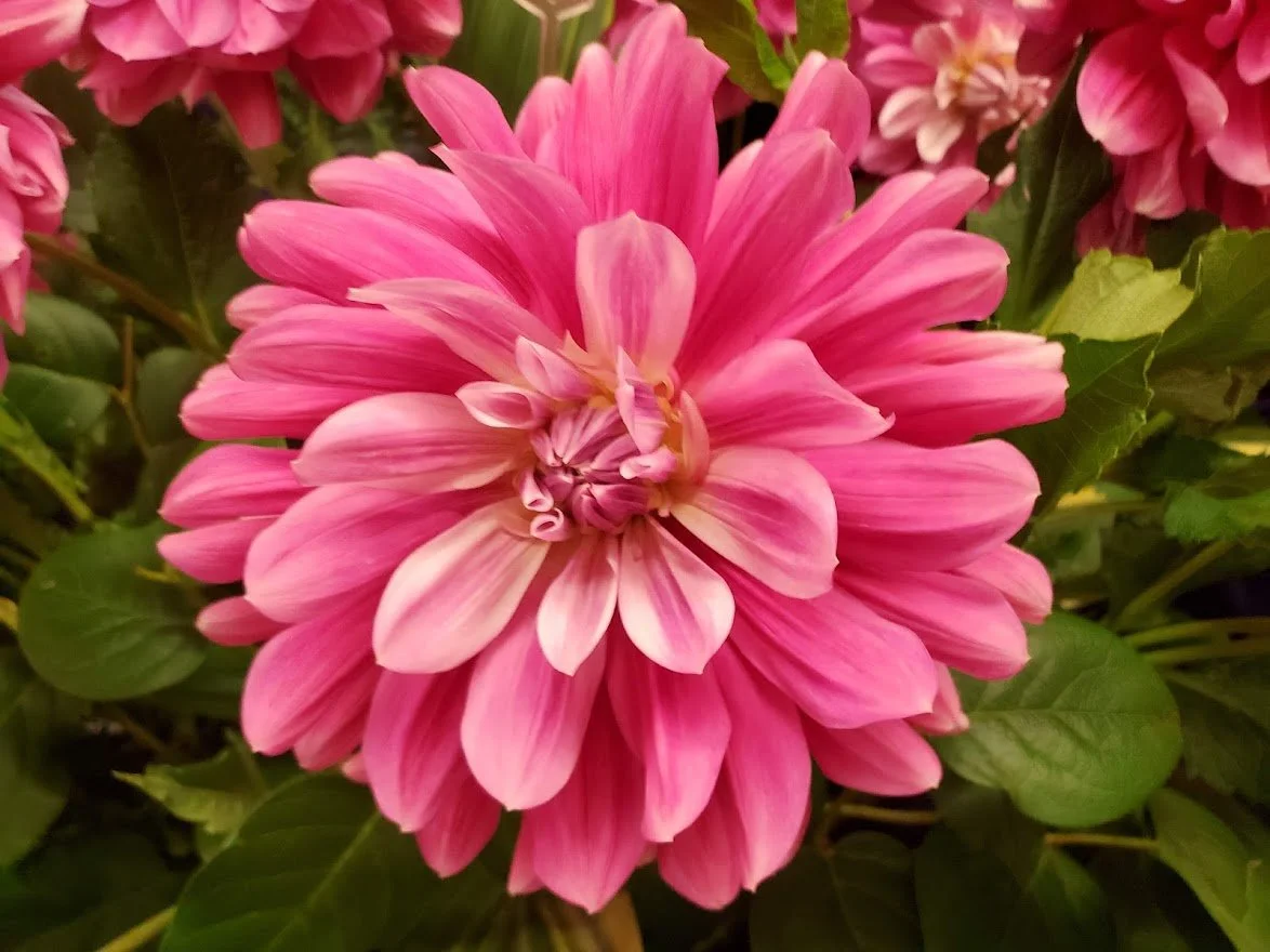 Flowers 23 - 20190824_154059.jpg