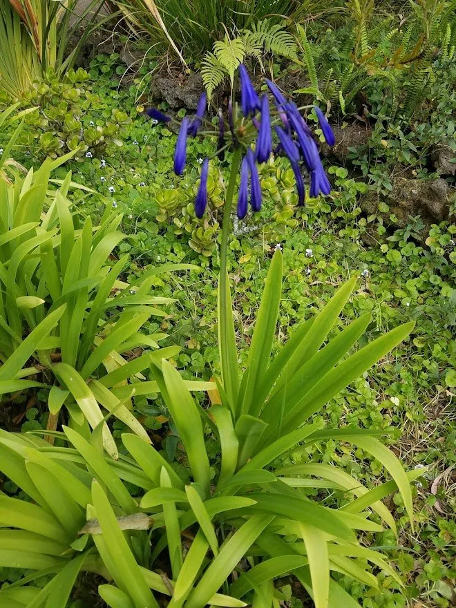 Flowers 42 - 20180202_143442.jpg