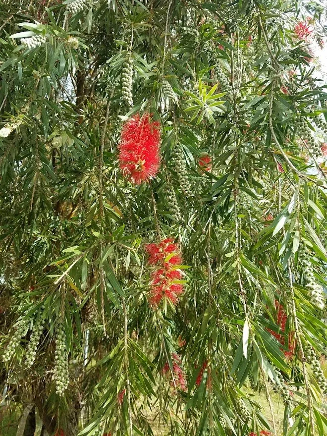 Flowers 50 - 20180122_150628.jpg
