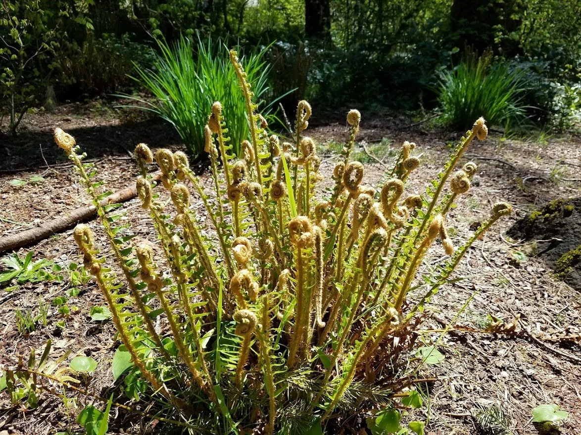 Flowers - 20170507_142602.jpg