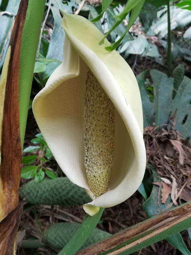 Flowers 43 - 20180202_142913.jpg