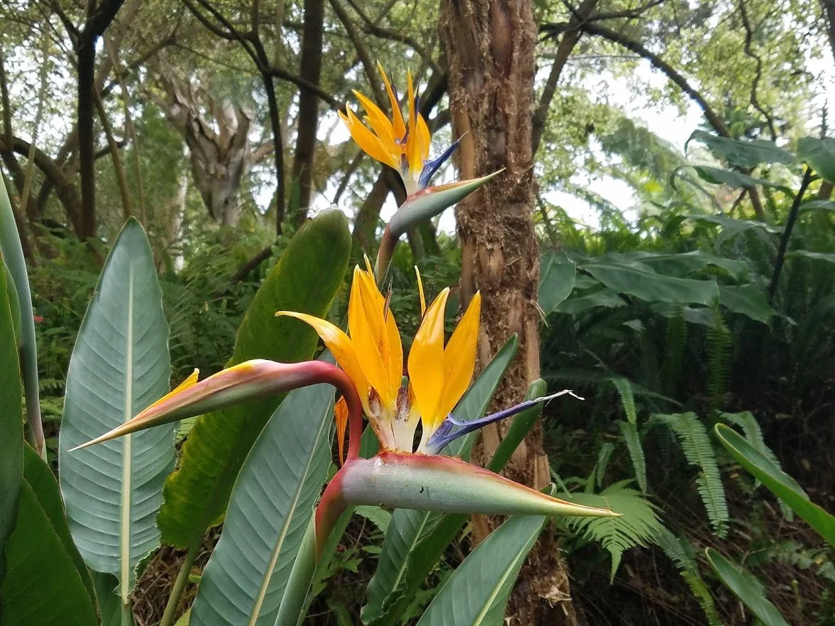 Flowers 45 - 20180202_141328.jpg