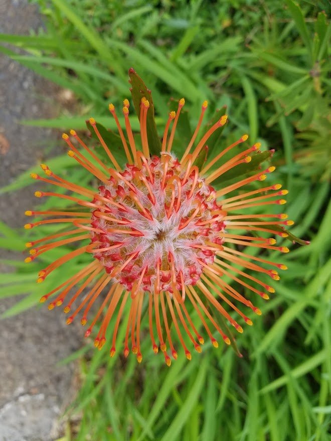 Flowers 44 - 20180202_142549.jpg