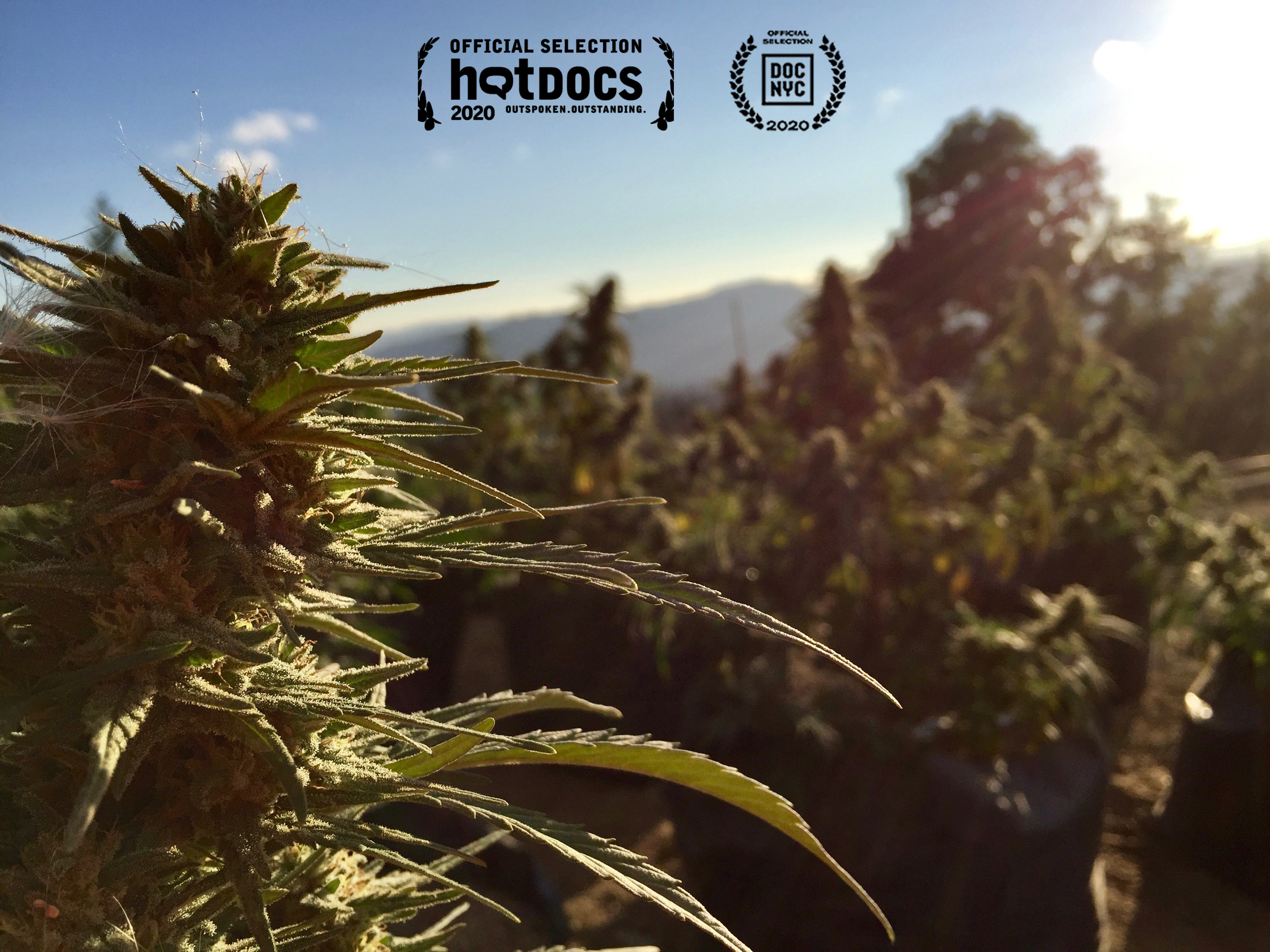 Apple TV | Weed & Wine