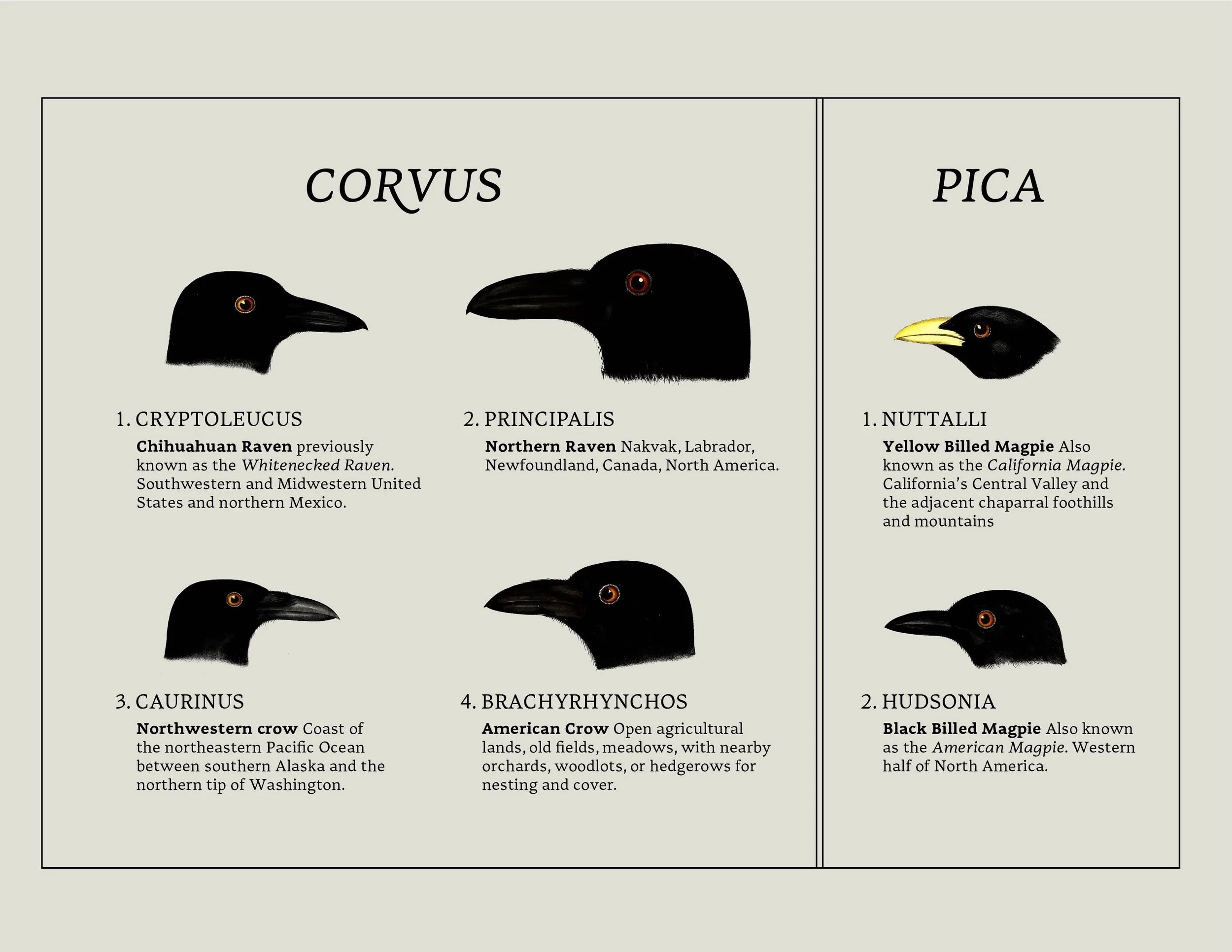 DianaGoldberg_Corvidae_TypeSpecimen_web18.jpg