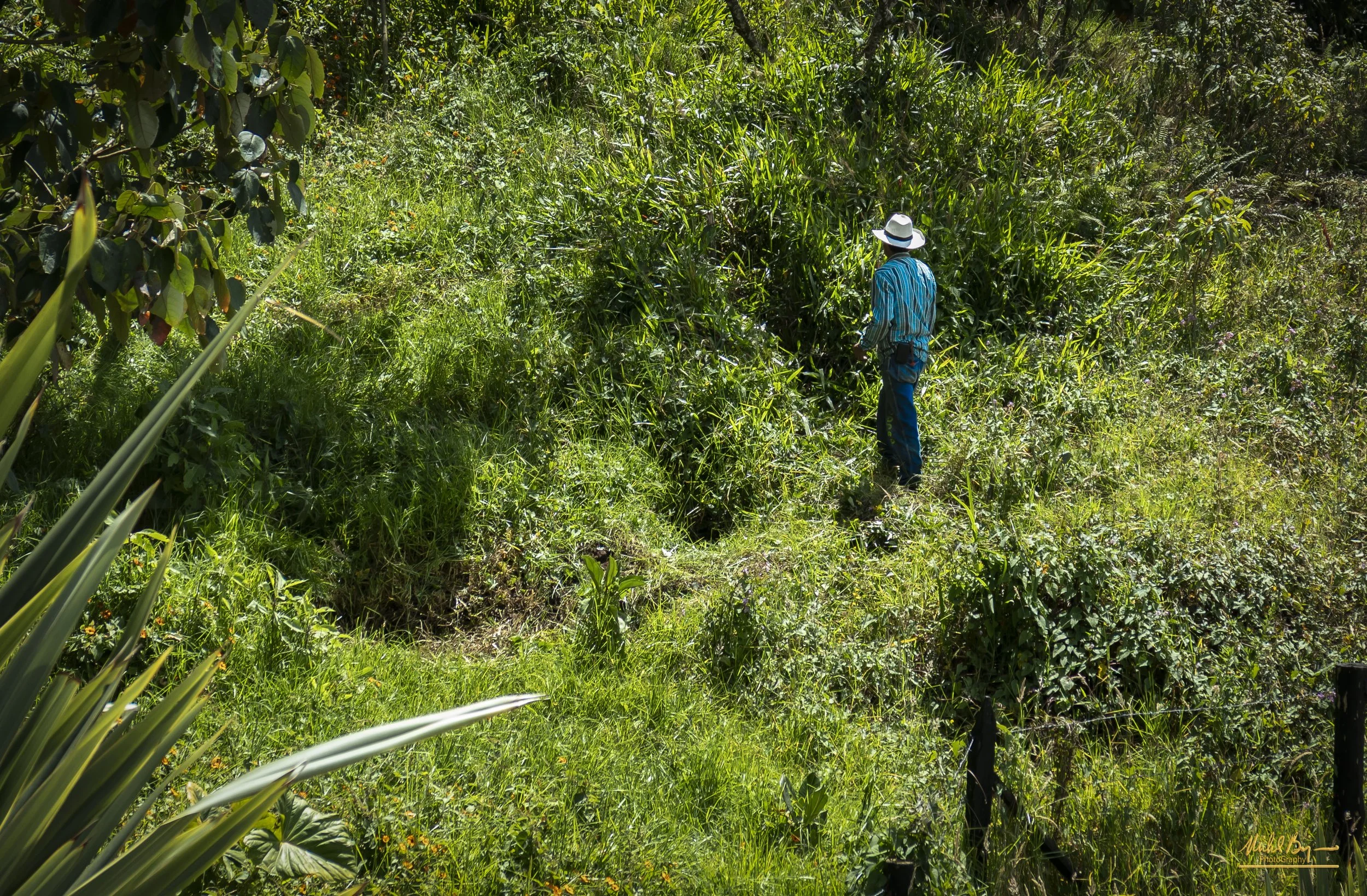 Colombian in the bush.jpg