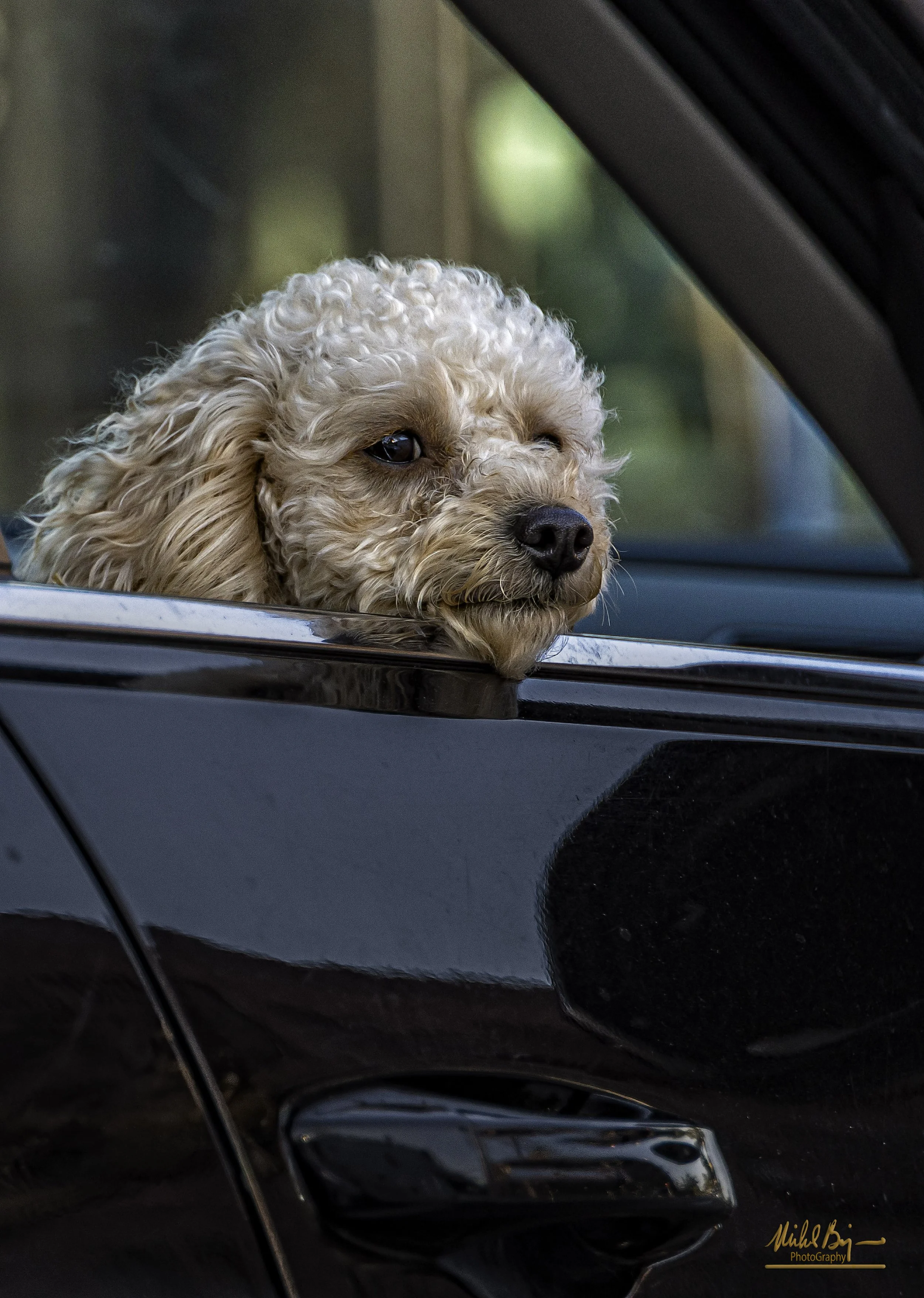 Poodle Riding Shot Gun.jpg