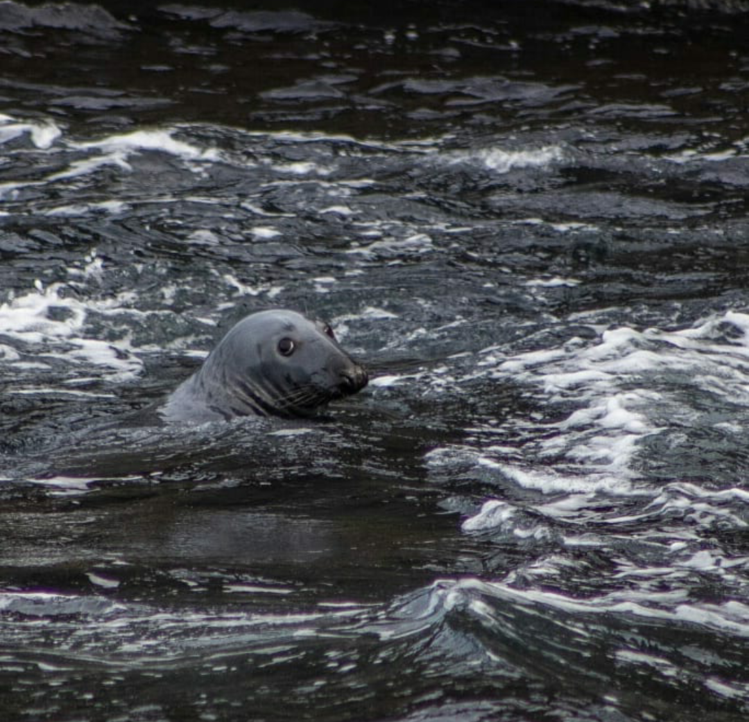Seals are very curios animals