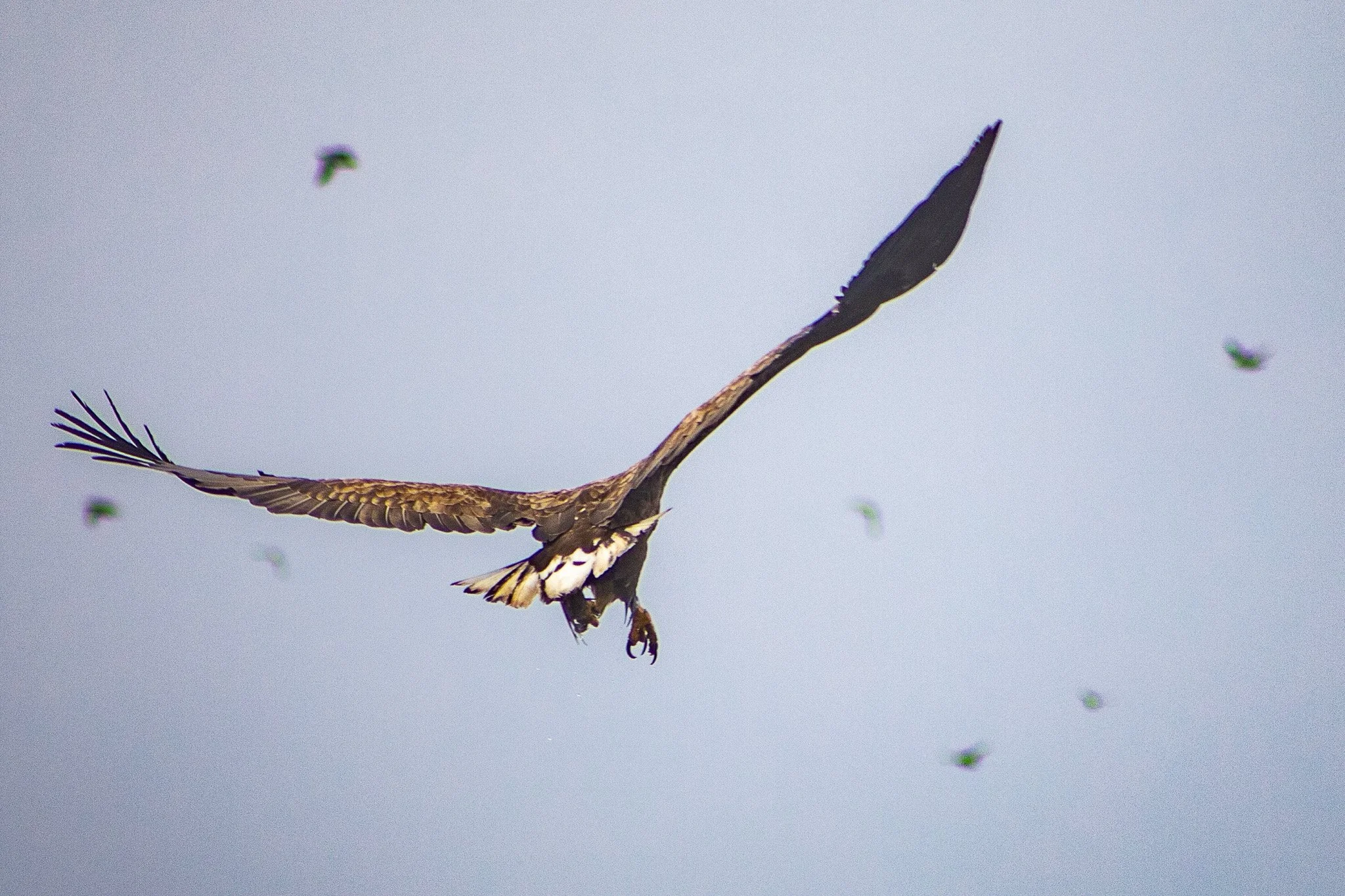 A 'White-Tailed Eagle' hunting for his prey