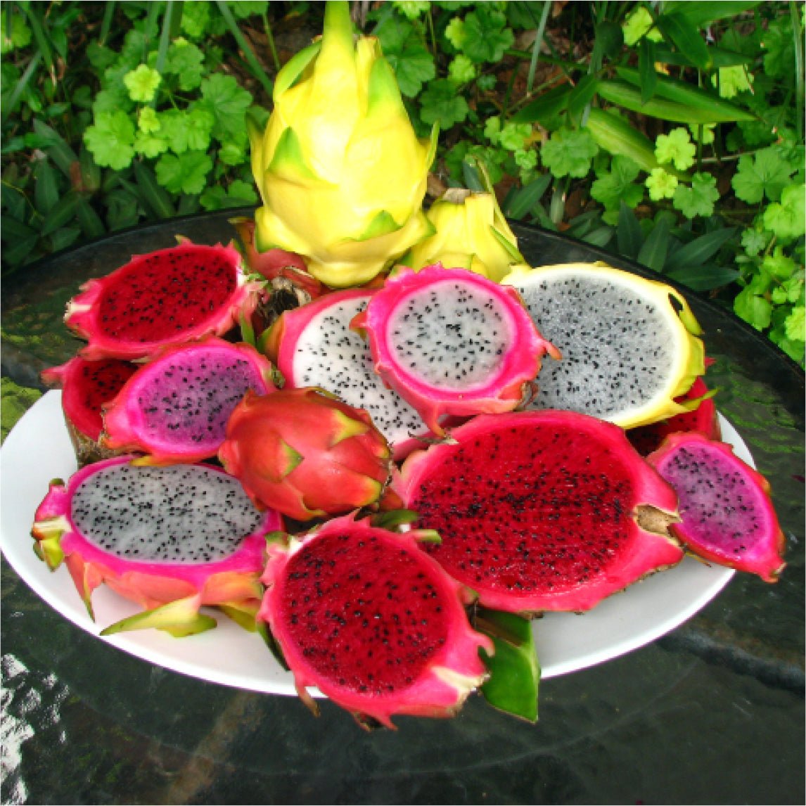 dragon-fruit-magenta-pdrm_1200x.jpg