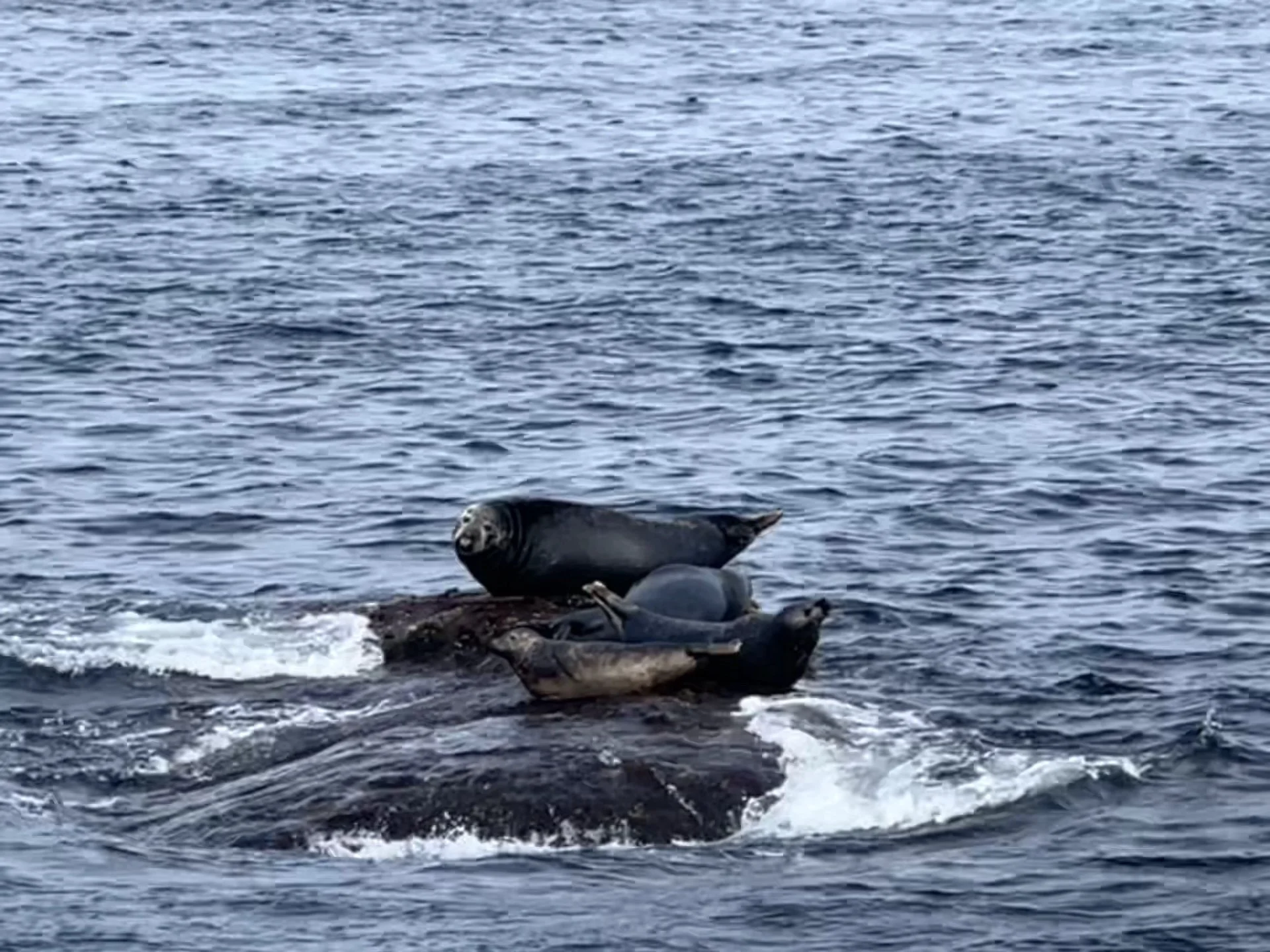 GPTempDownload copy 2.JPG