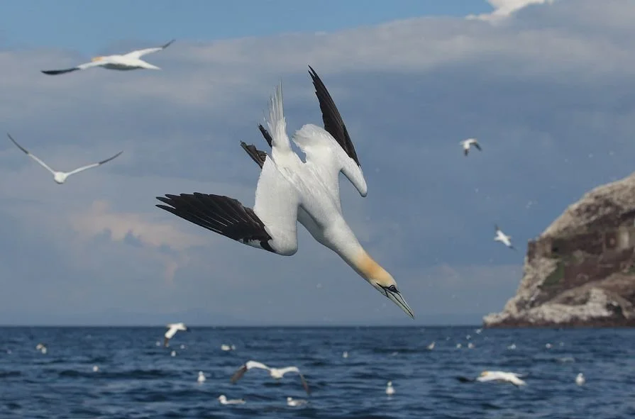 A 'Gannet' plunging into the sea to catch some fish