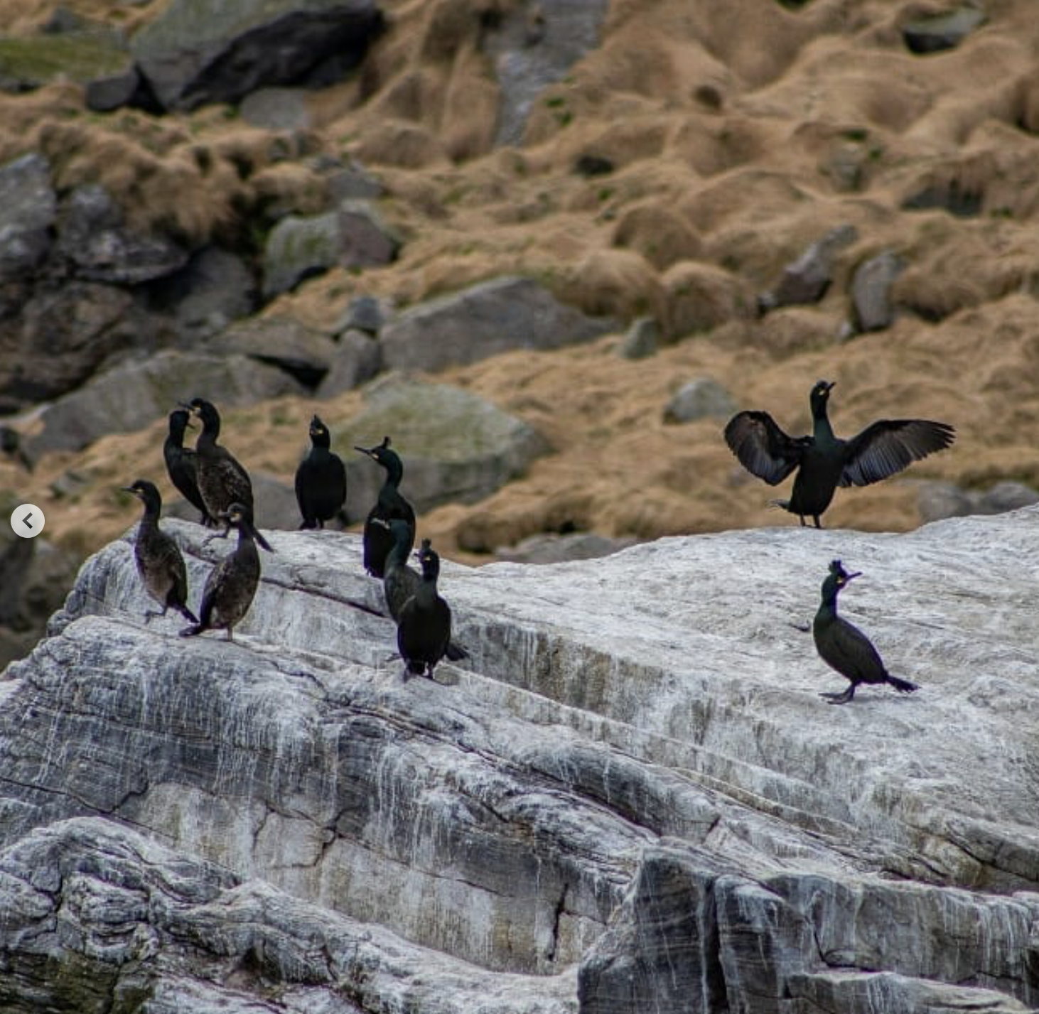 Shags drying their wings