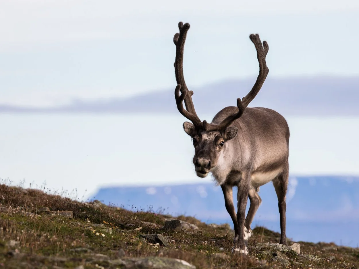 North-Cape-Hotel-Reindeer.jpg