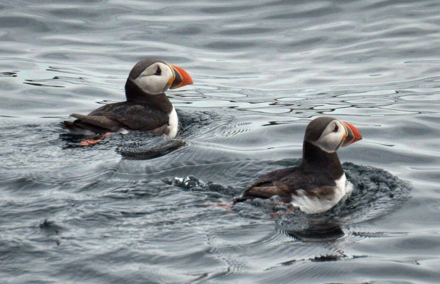 Puffins