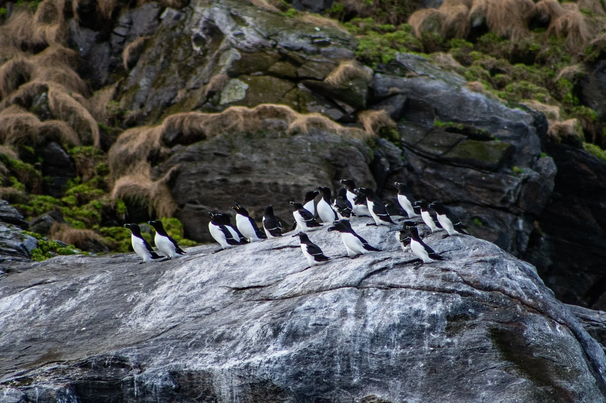 Razorbills