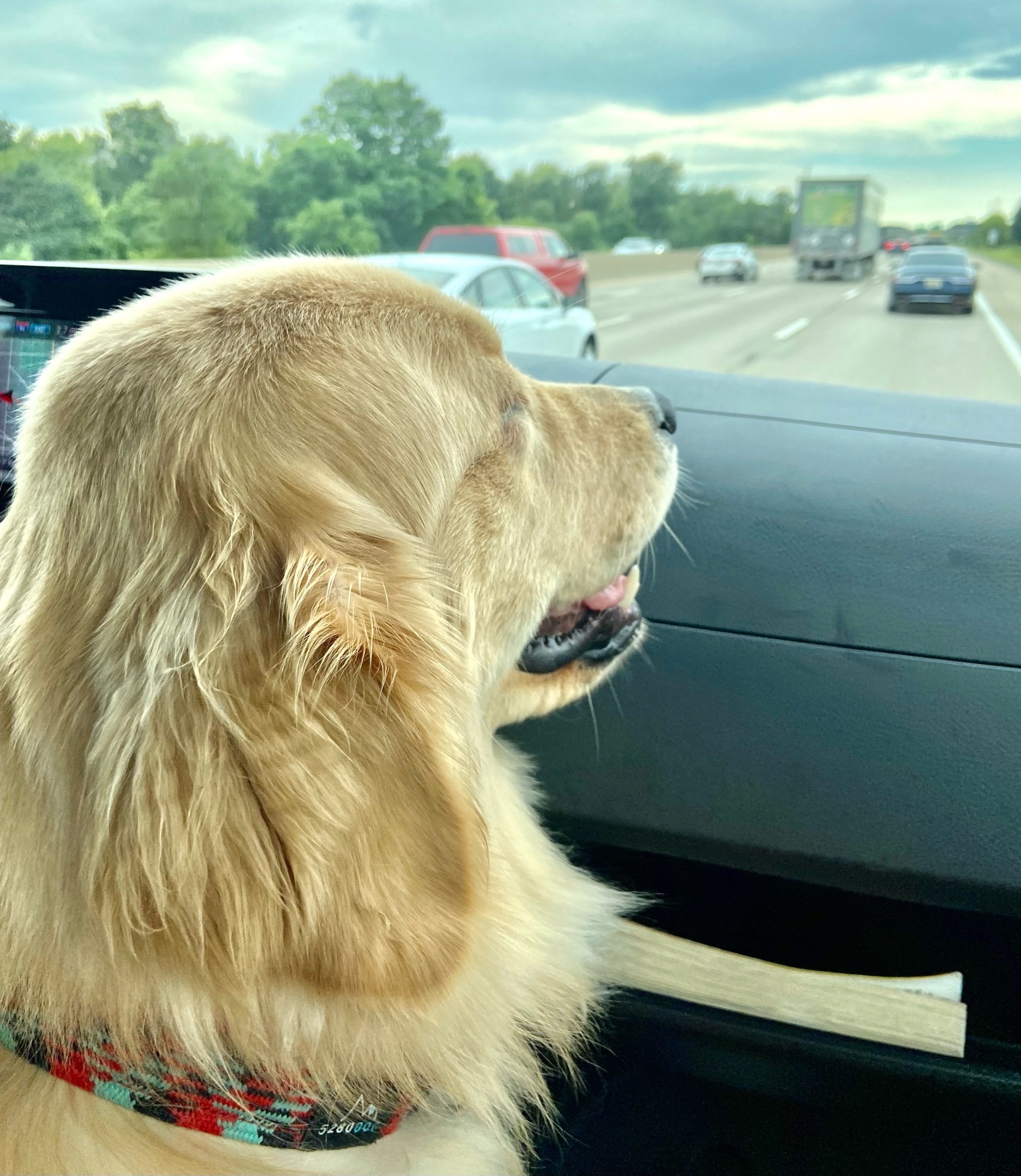 Chedder monitoring Cape trafic
