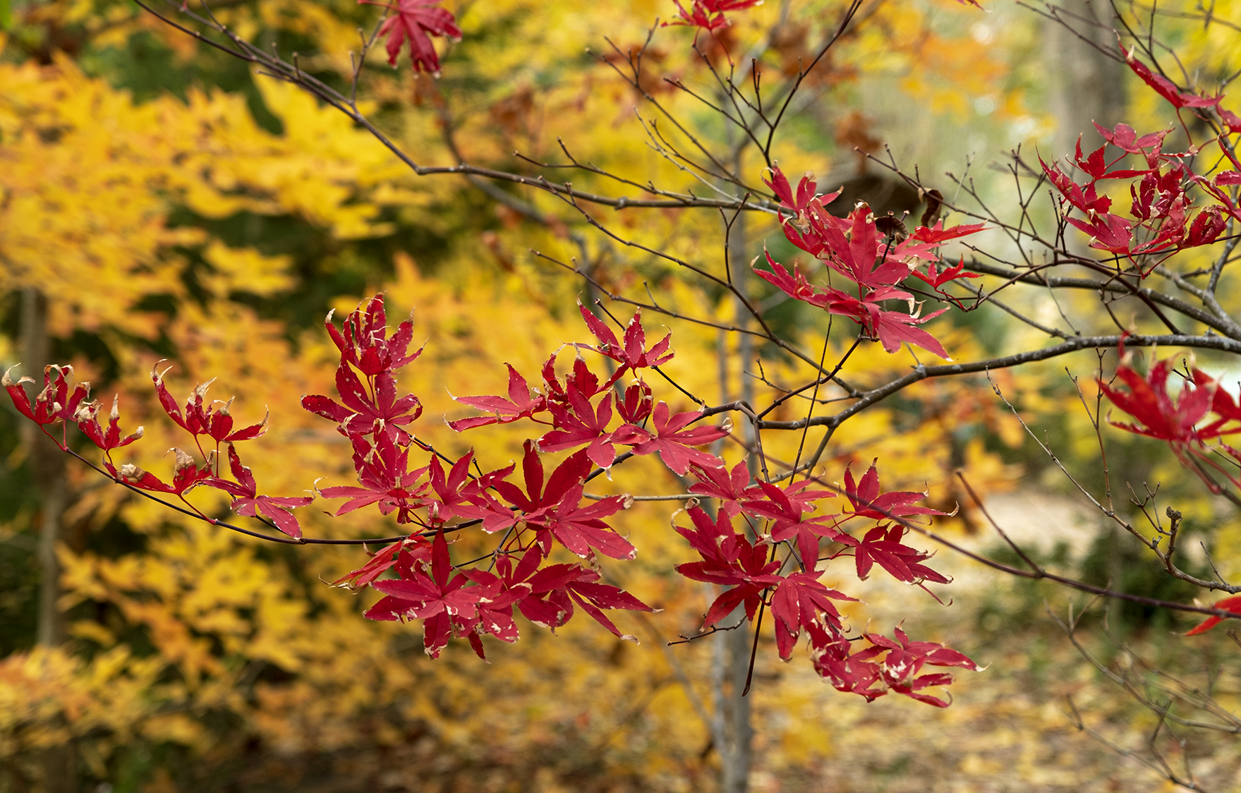 small red leaves dying.png