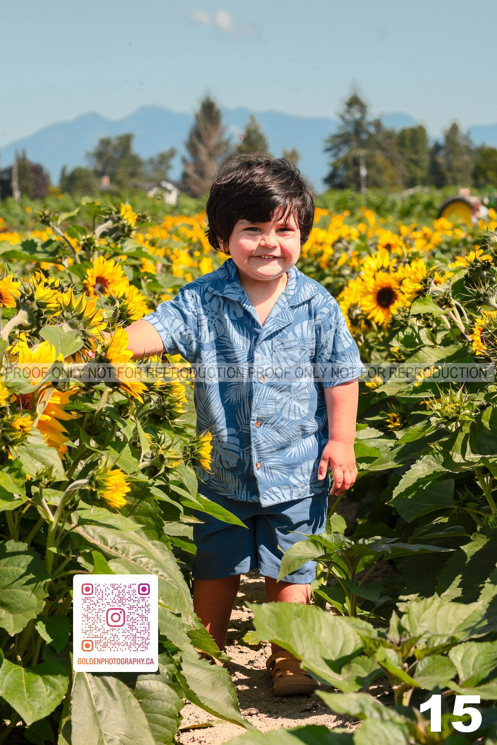 Sunflower Proofs (14 of 40).jpg