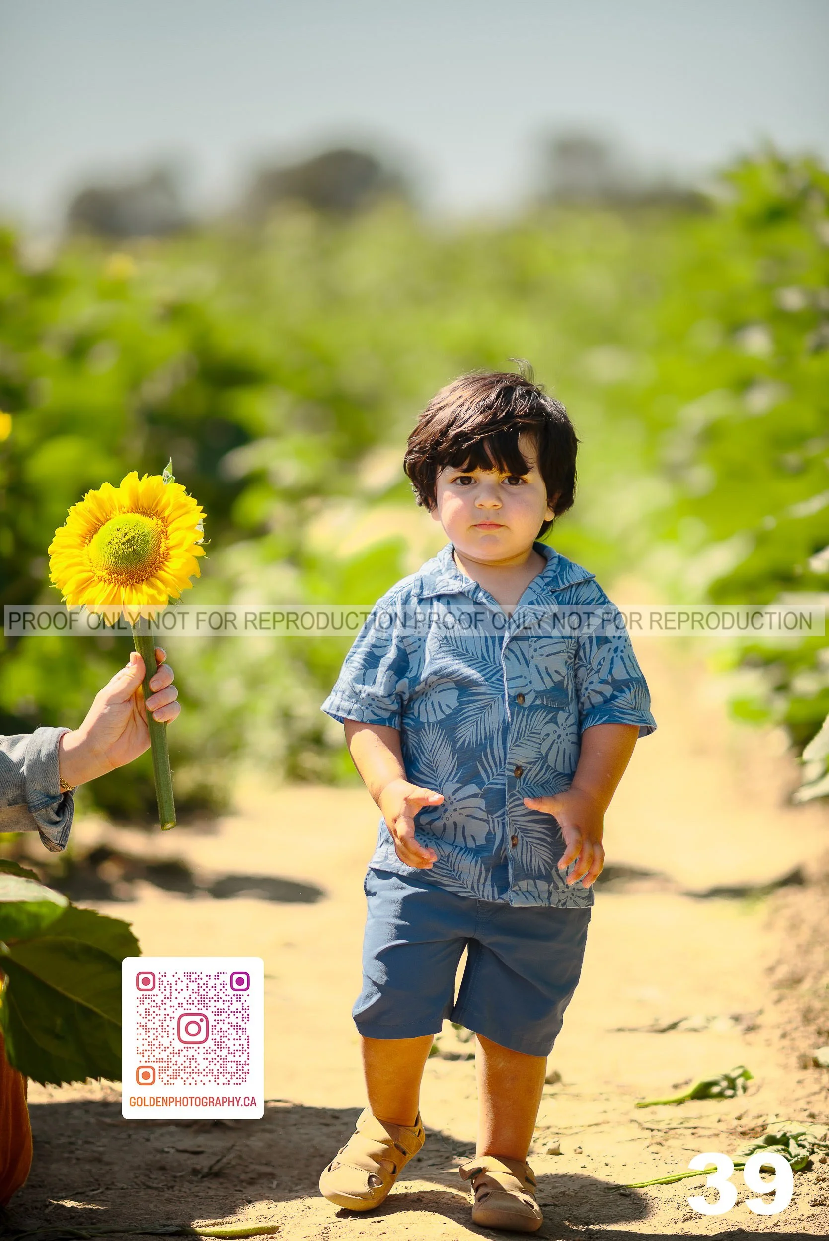 Sunflower Proofs (39 of 40).jpg