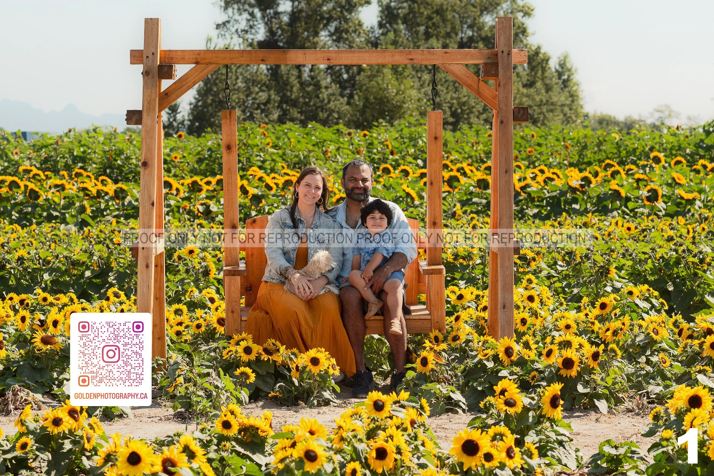 Sunflower Proofs (01 of 40).jpg