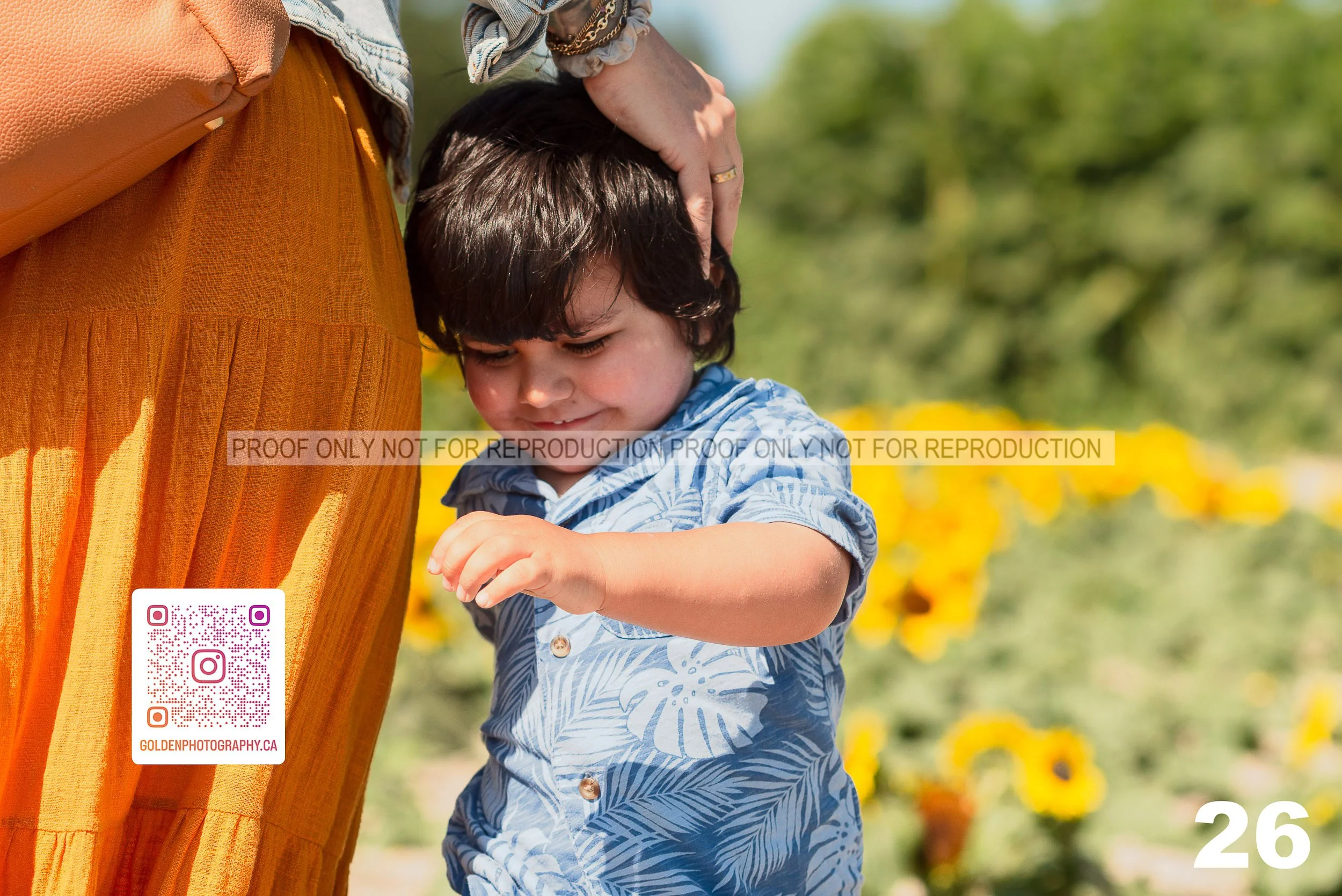 Sunflower Proofs (27 of 40).jpg