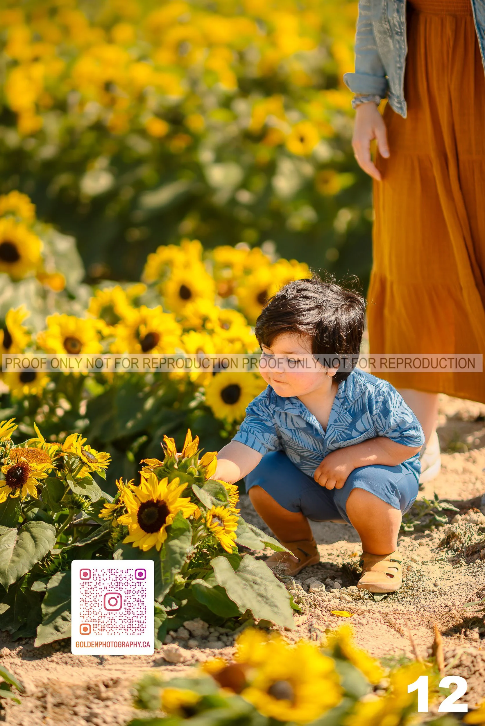Sunflower Proofs (12 of 40).jpg