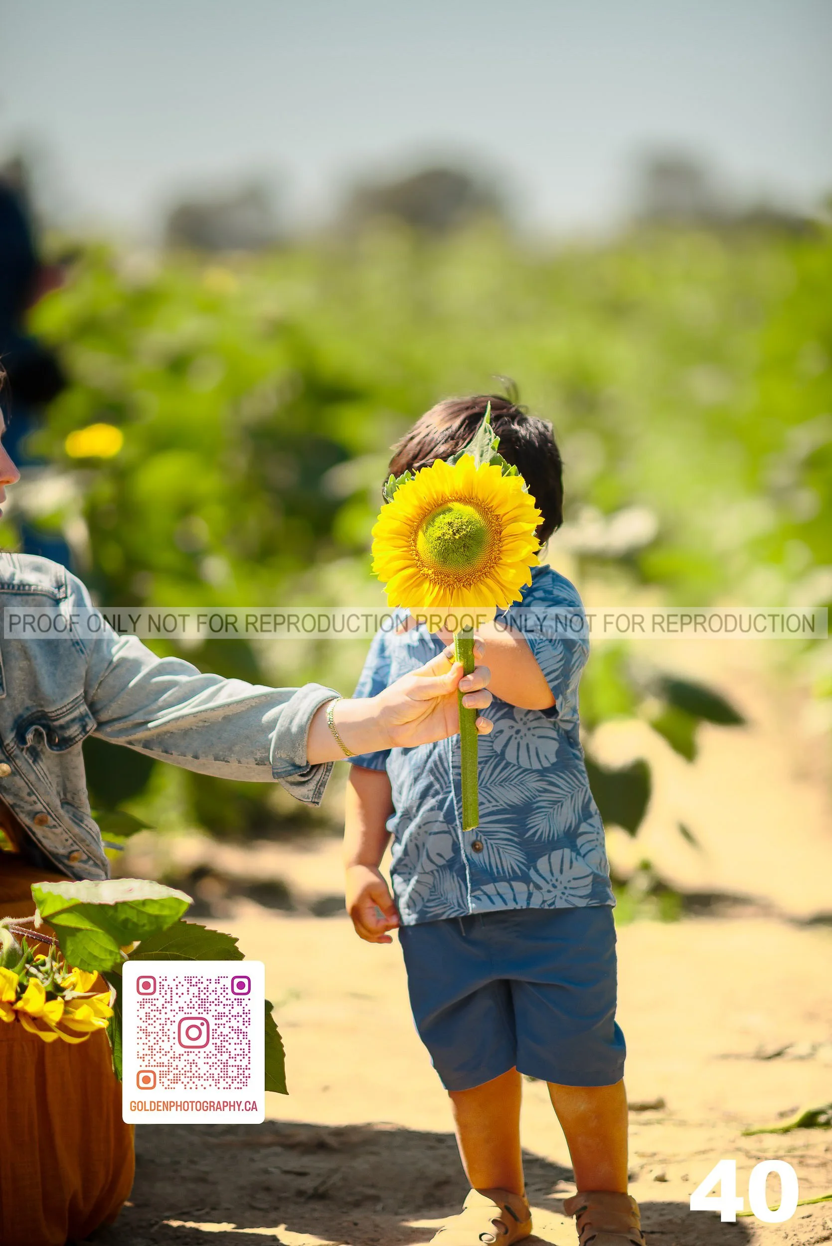 Sunflower Proofs (40 of 40).jpg