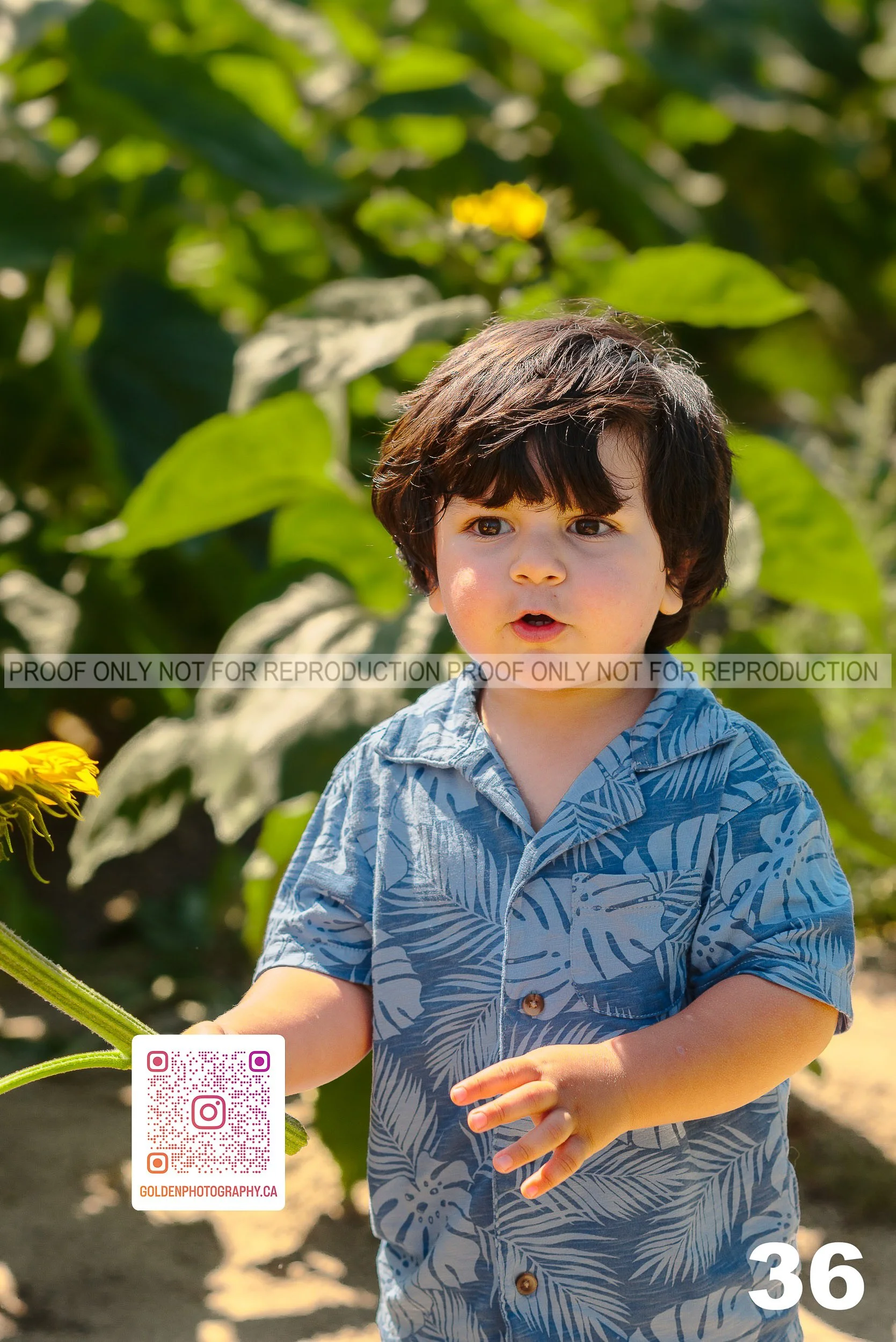 Sunflower Proofs (36 of 40).jpg