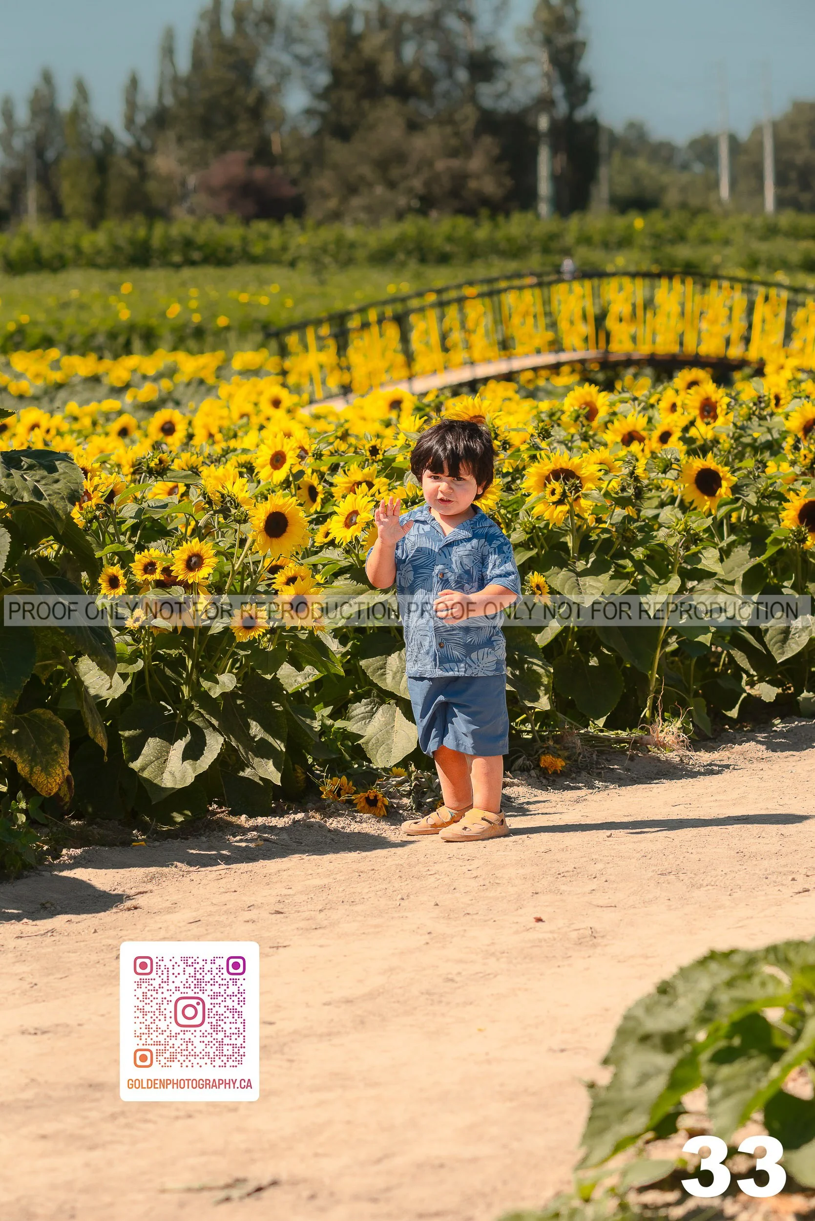 Sunflower Proofs (33 of 40).jpg