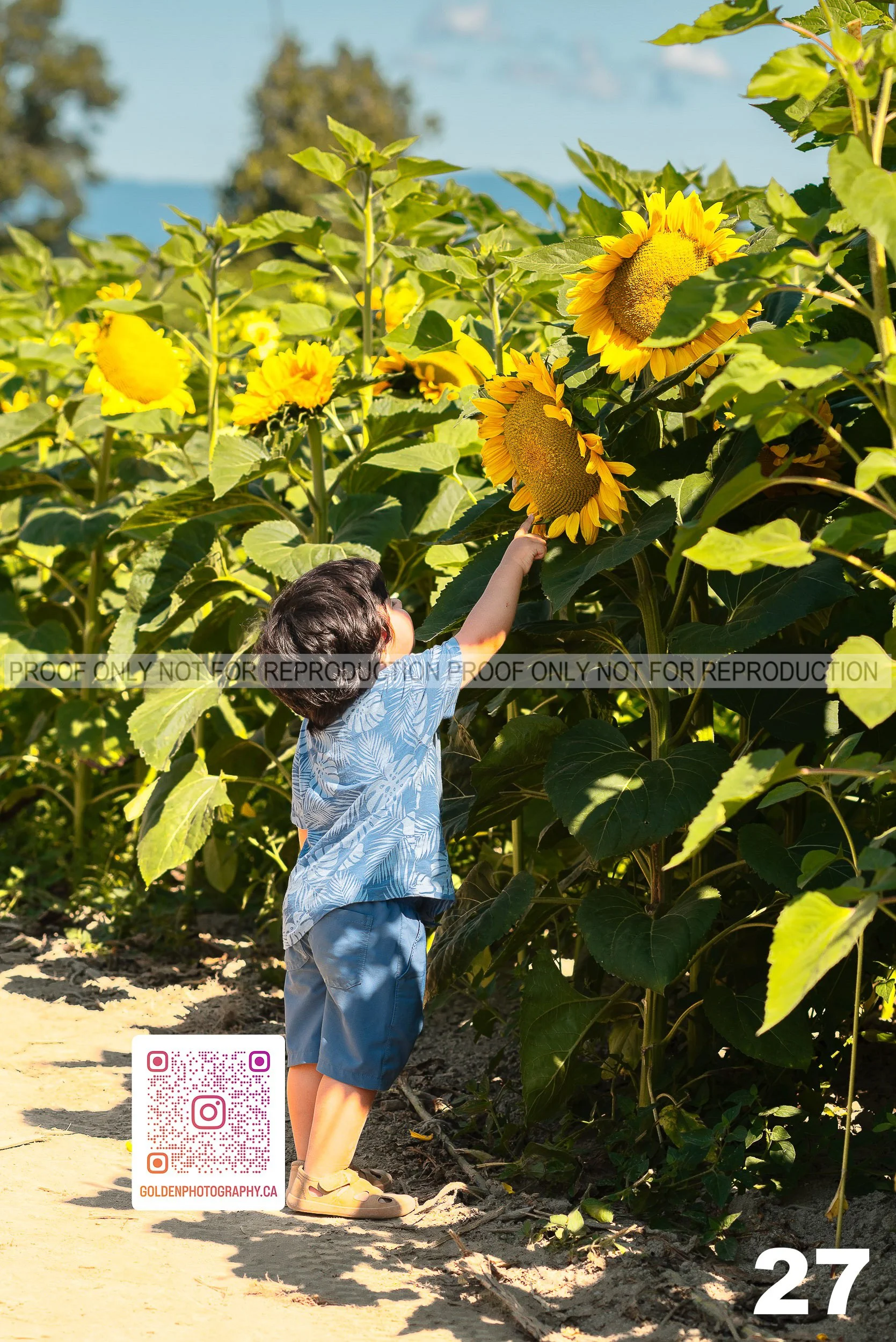 Sunflower Proofs (26 of 40).jpg