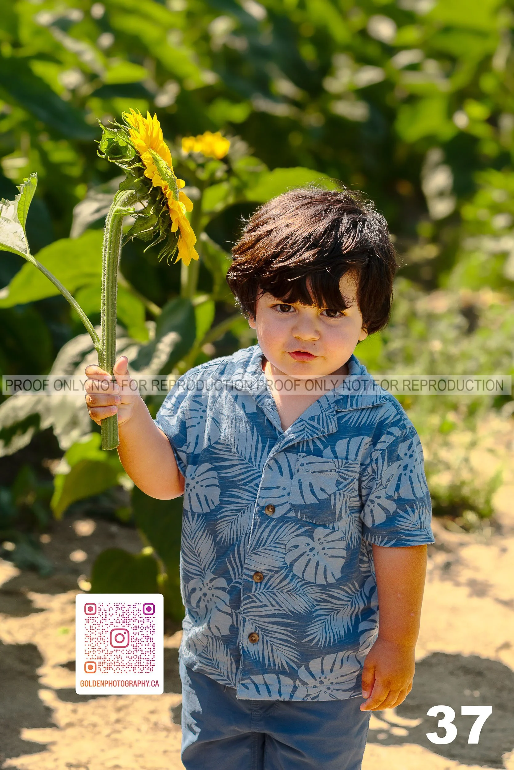 Sunflower Proofs (37 of 40).jpg