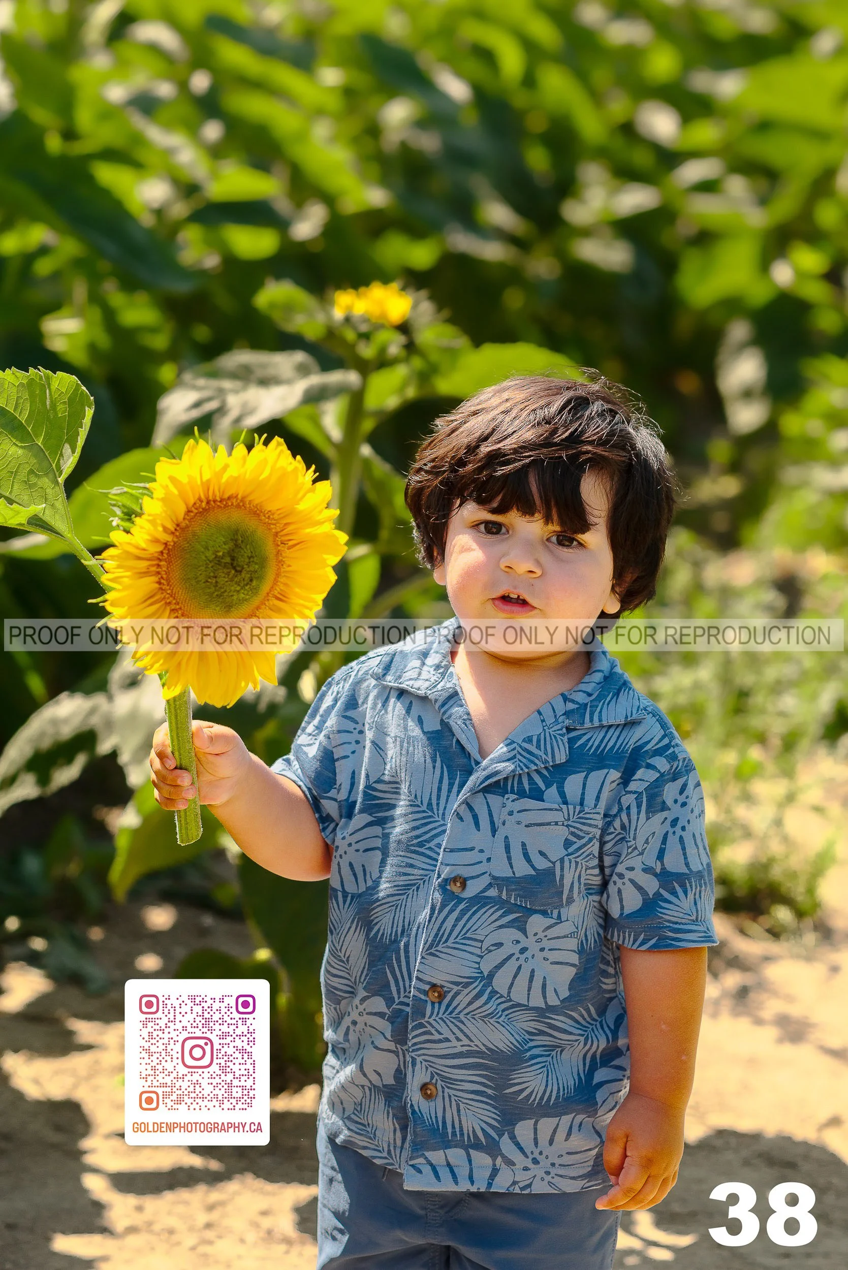 Sunflower Proofs (38 of 40).jpg