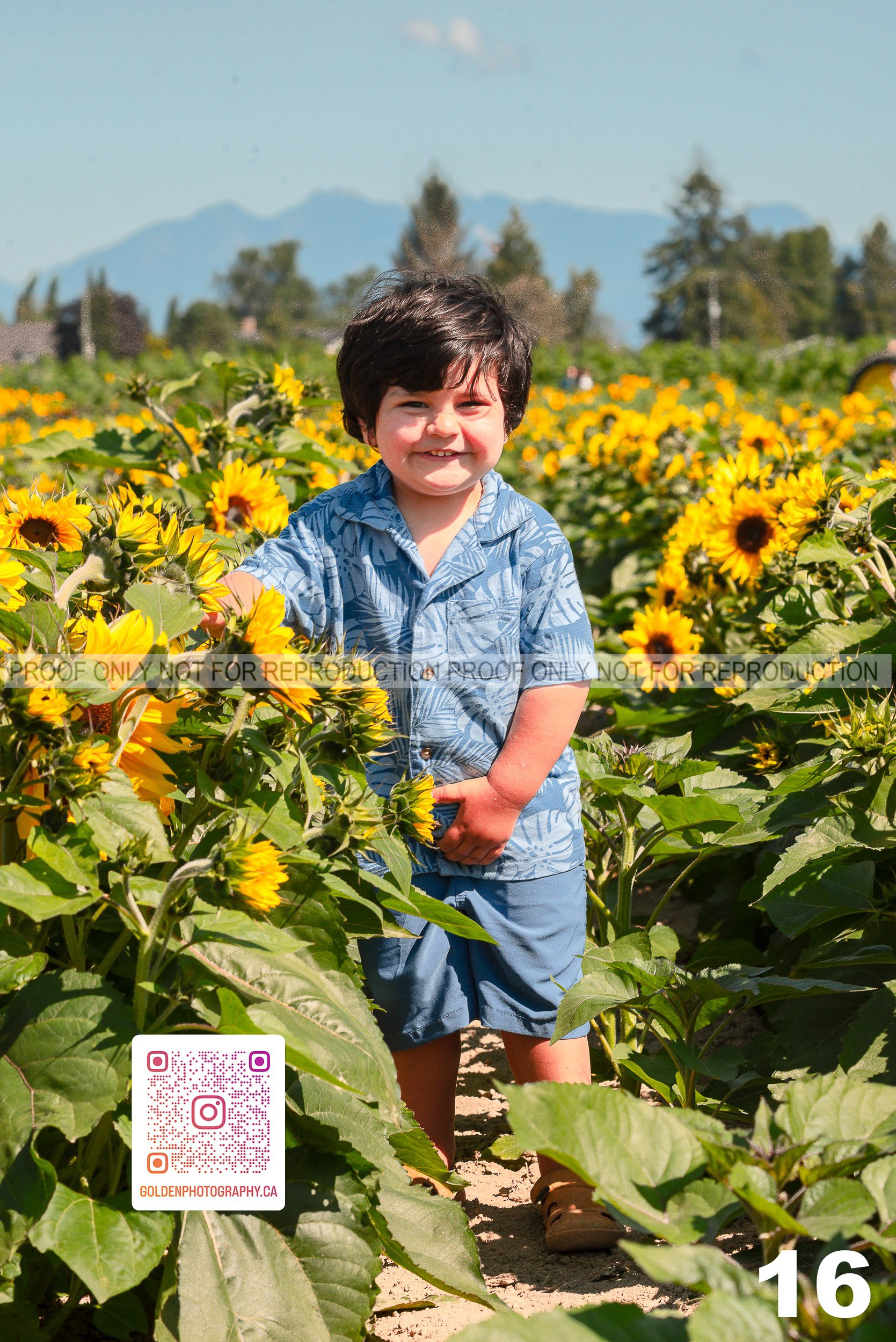 Sunflower Proofs (15 of 40).jpg