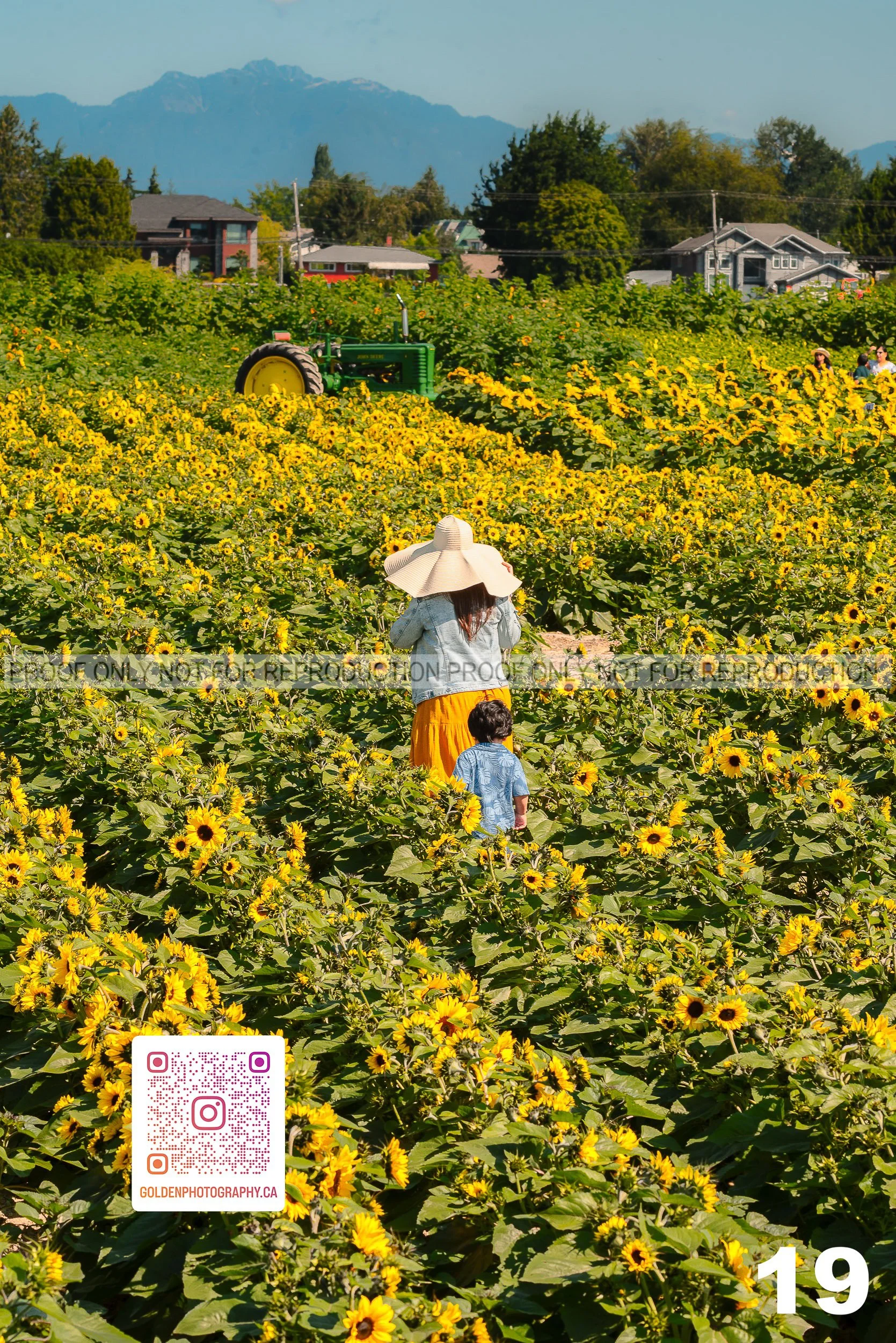 Sunflower Proofs (19 of 40).jpg