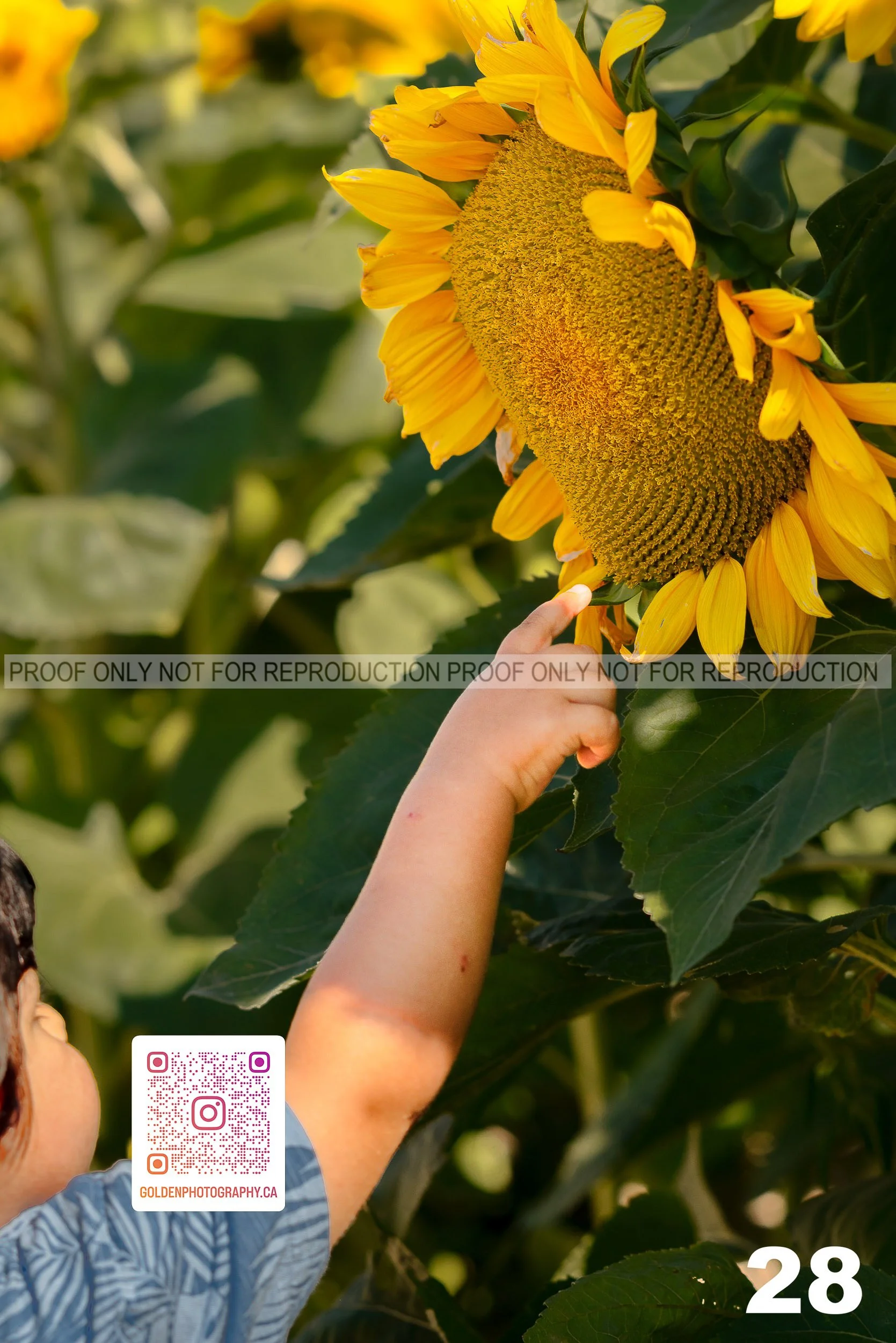 Sunflower Proofs (28 of 40).jpg
