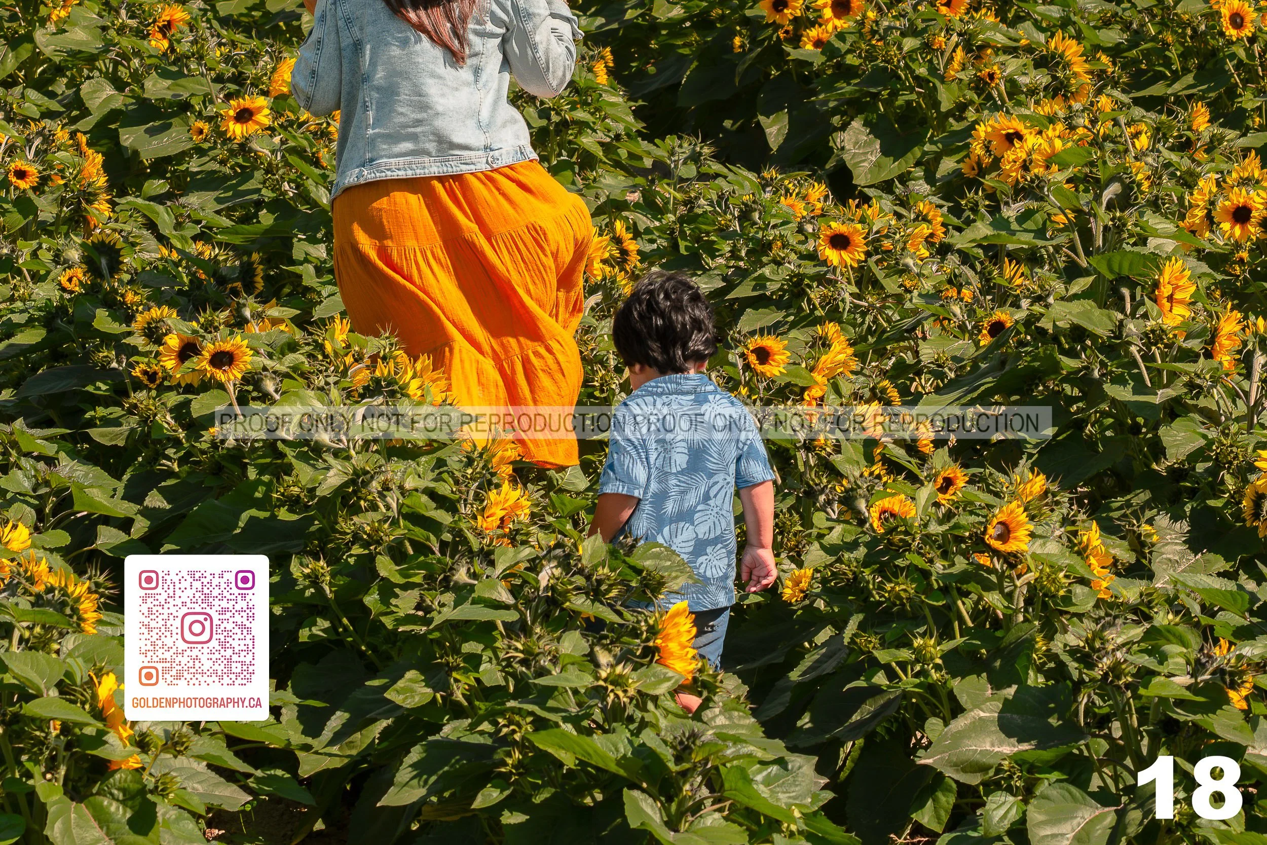 Sunflower Proofs (18 of 40).jpg