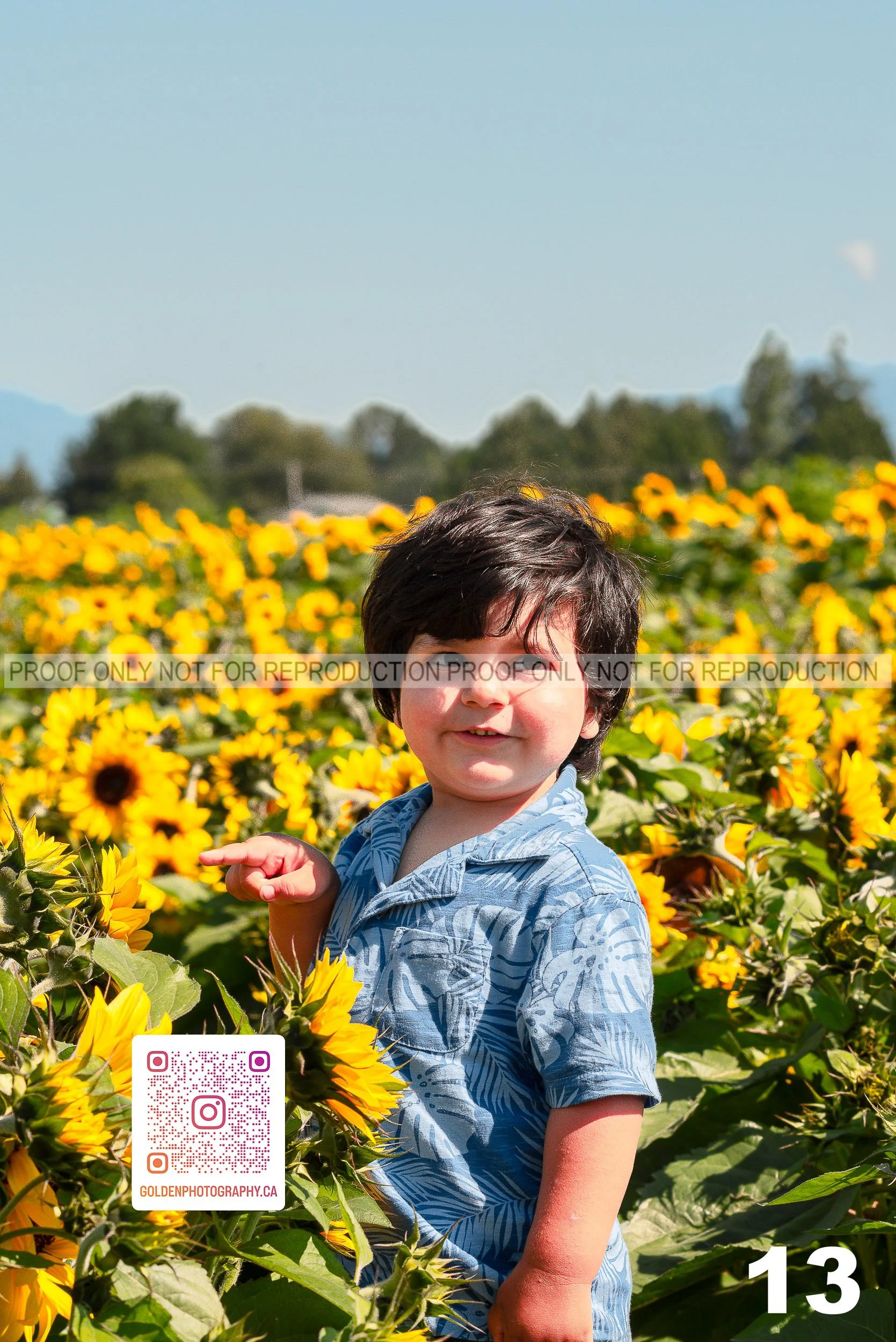 Sunflower Proofs (13 of 40).jpg