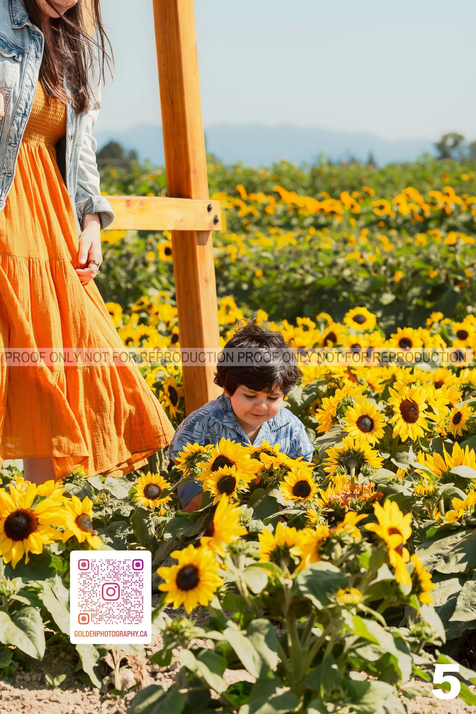 Sunflower Proofs (05 of 40).jpg