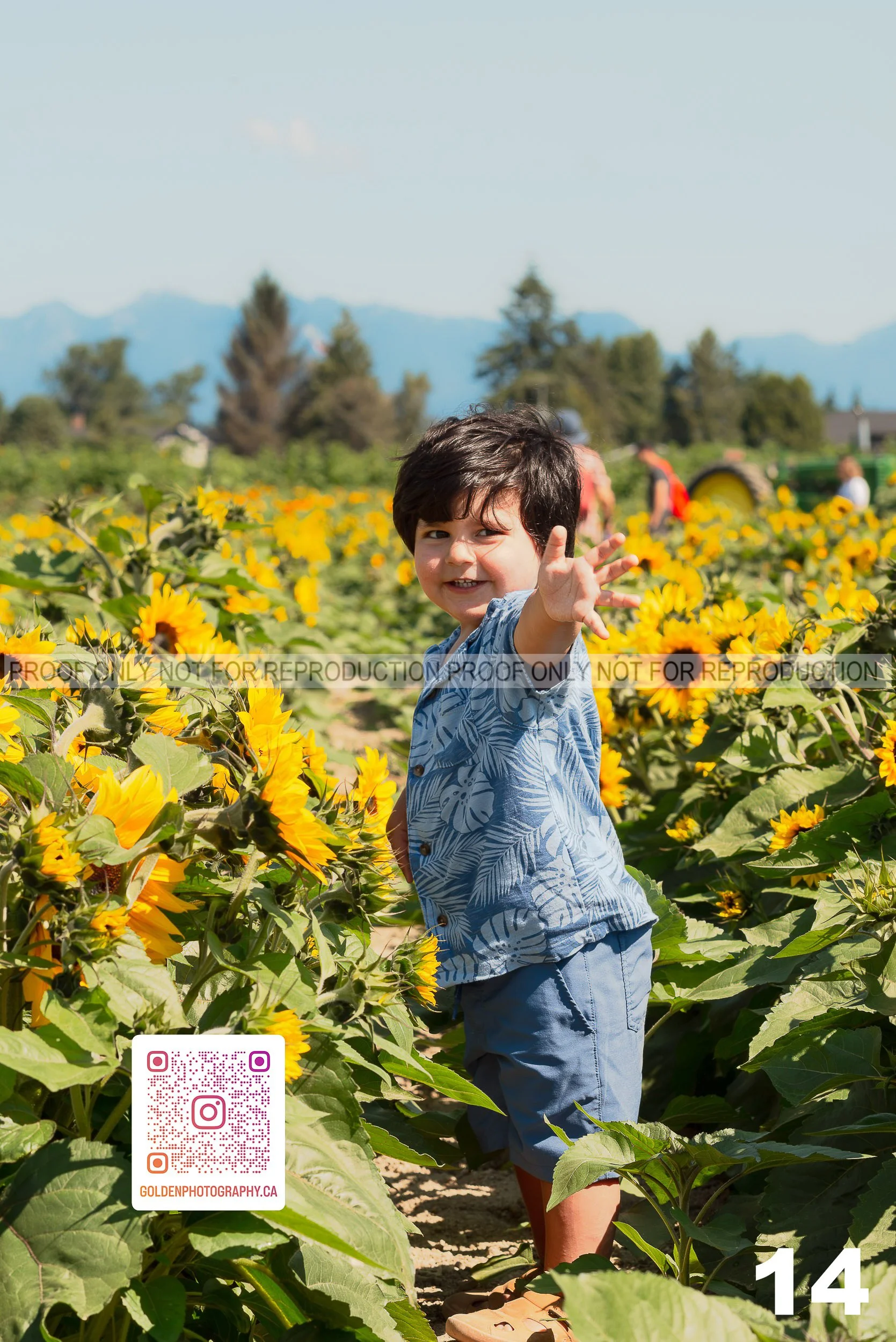 Sunflower Proofs (16 of 40).jpg