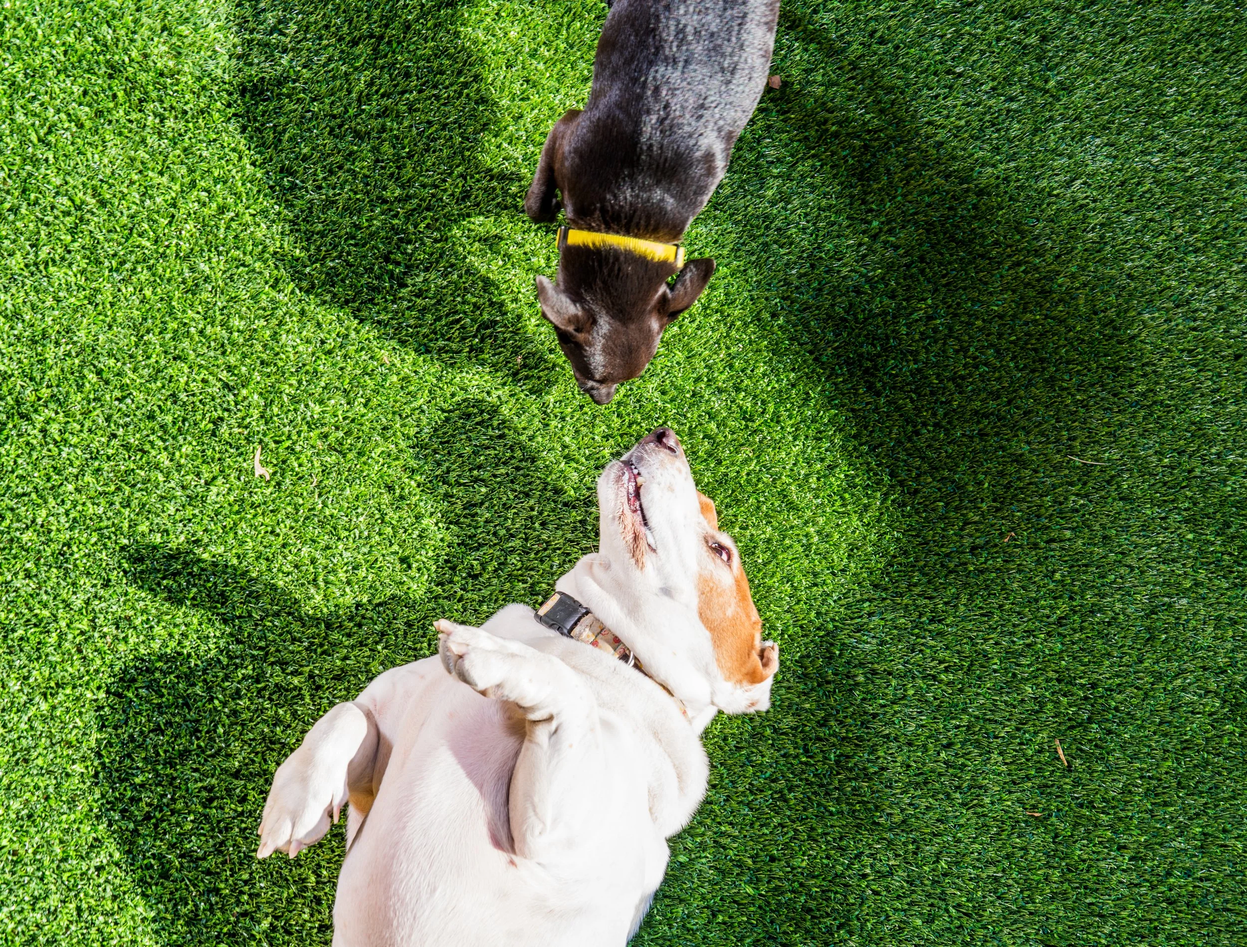 Good Dog at Pearl - Image 1