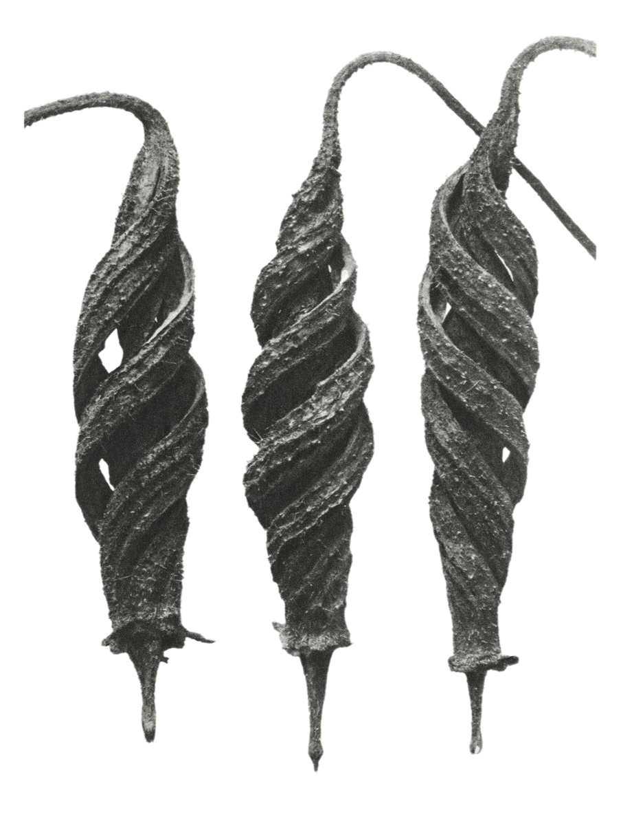 Vintage botanical illustration of Australian seed pods symbolising growth, renewal and transformation.