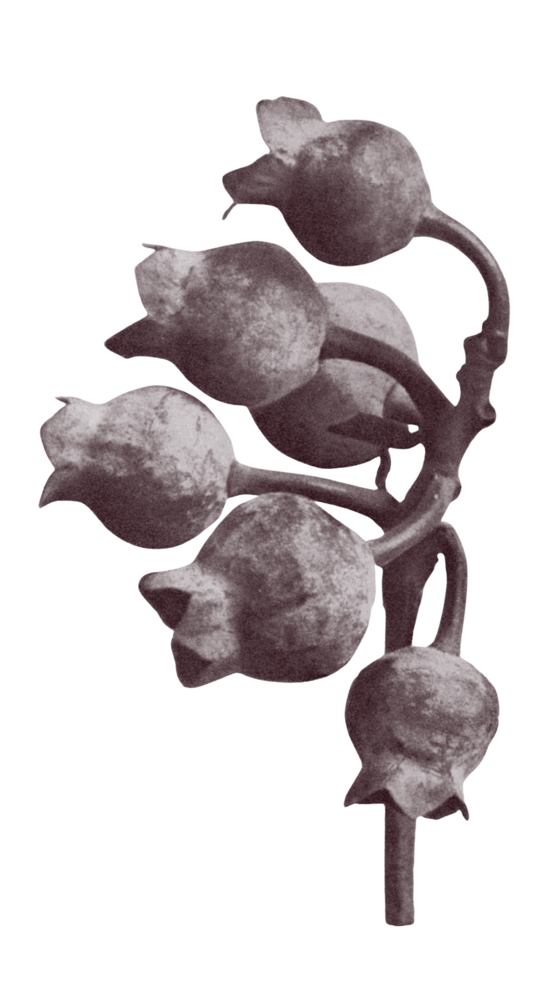 Close-up of native Australian seed pods representing community, collaboration and growth on the Rising Sun Media Festivals & Cultural Projects page.