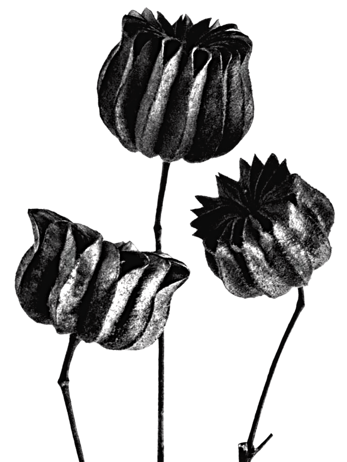 Poppy seed heads illustrating the website design journey from first conversation through to launch