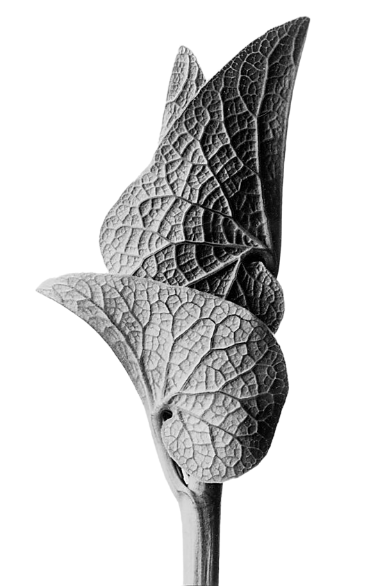 Botanical image on the Rising Sun Media Squarespace website design homepage