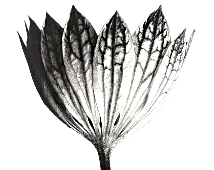 Botanical flower accompanying Rising Sun Media's Squarespace website design and architecture service