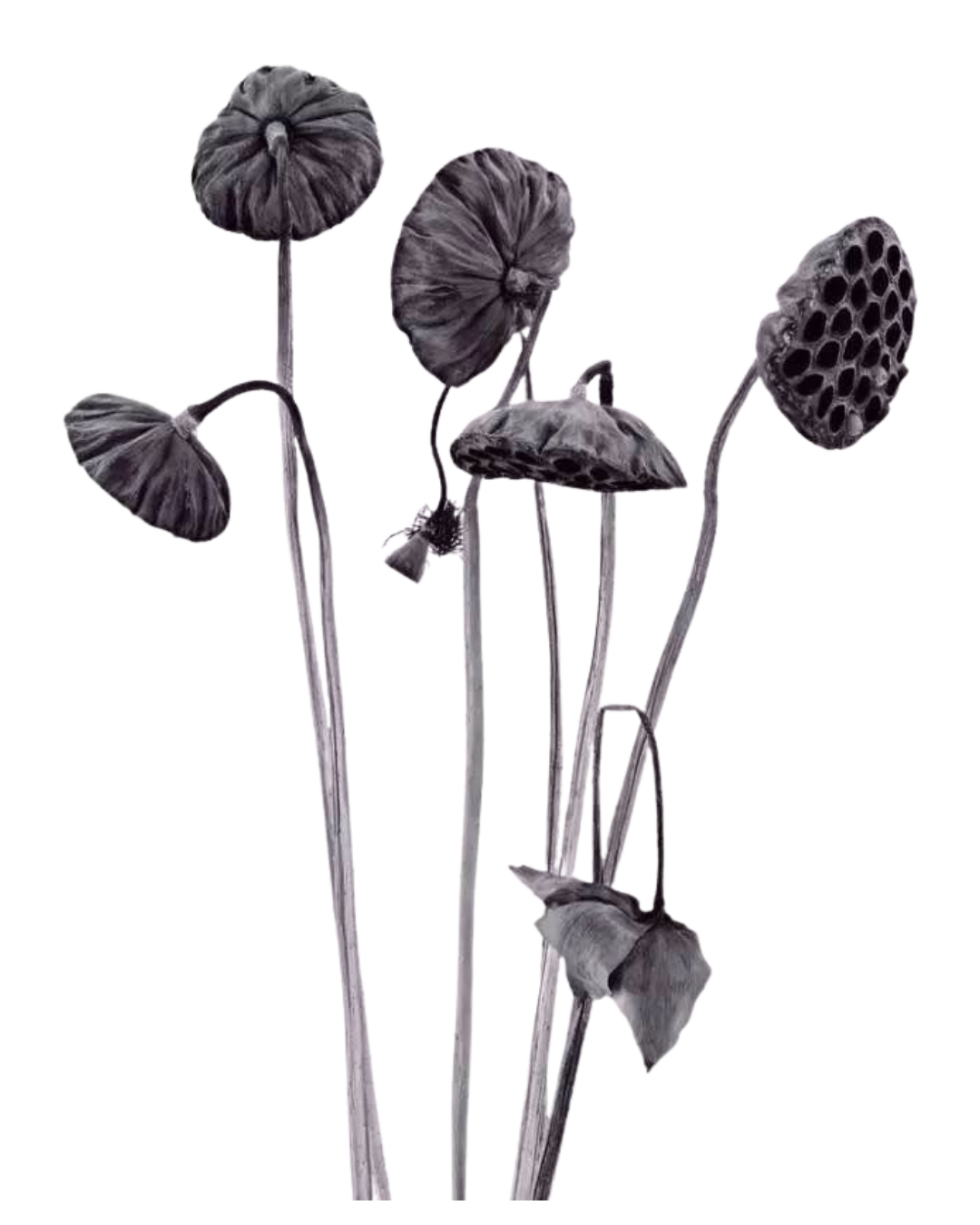 Black and white photograph of dried lotus seed heads used as the hero image on the Festivals & Cultural Projects page.